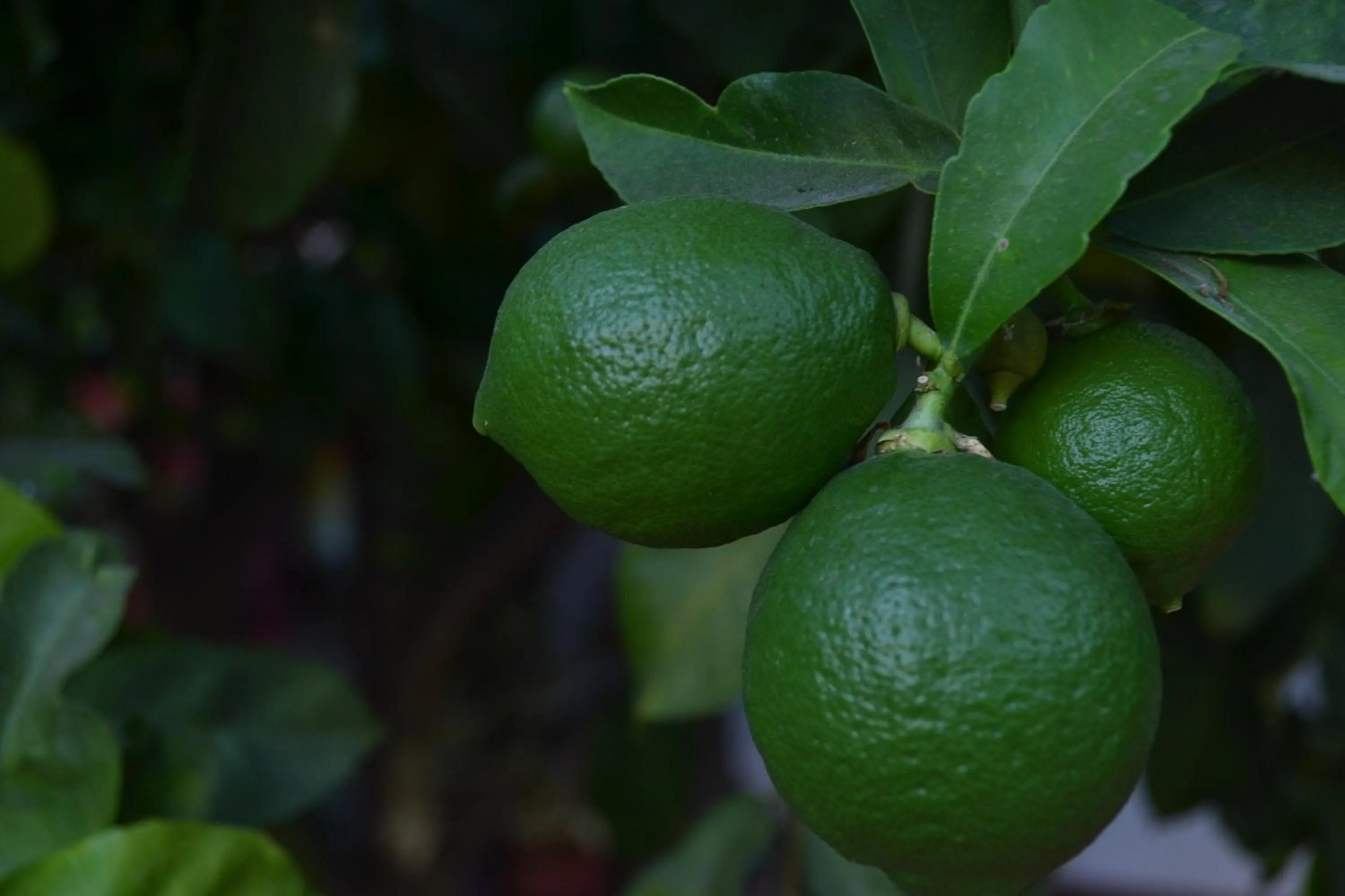 Natural landscape in Hotel Boutique La Candela