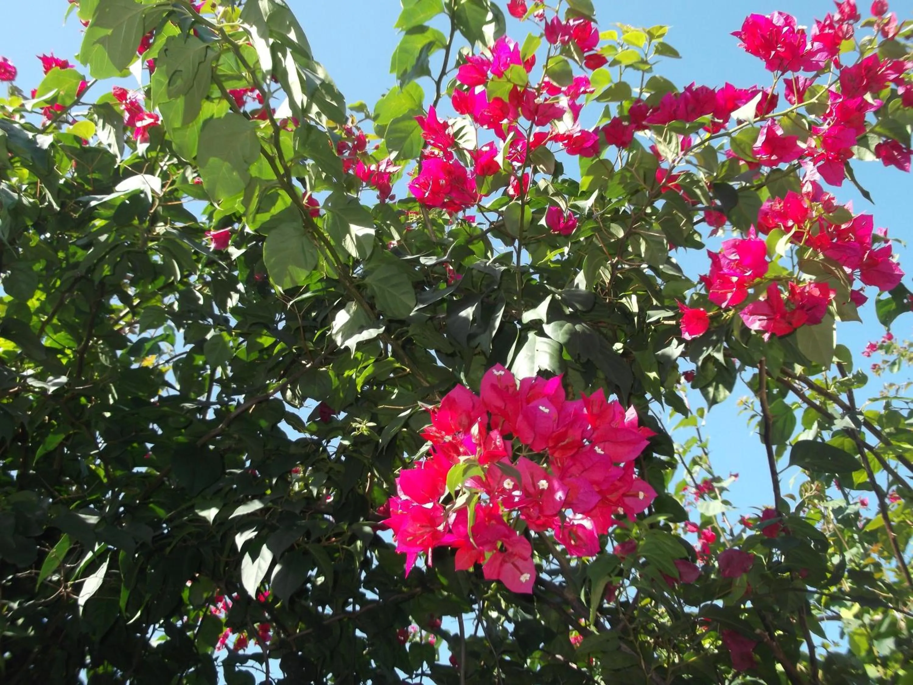 Garden in Pousada Arte do Velejo by Solarium