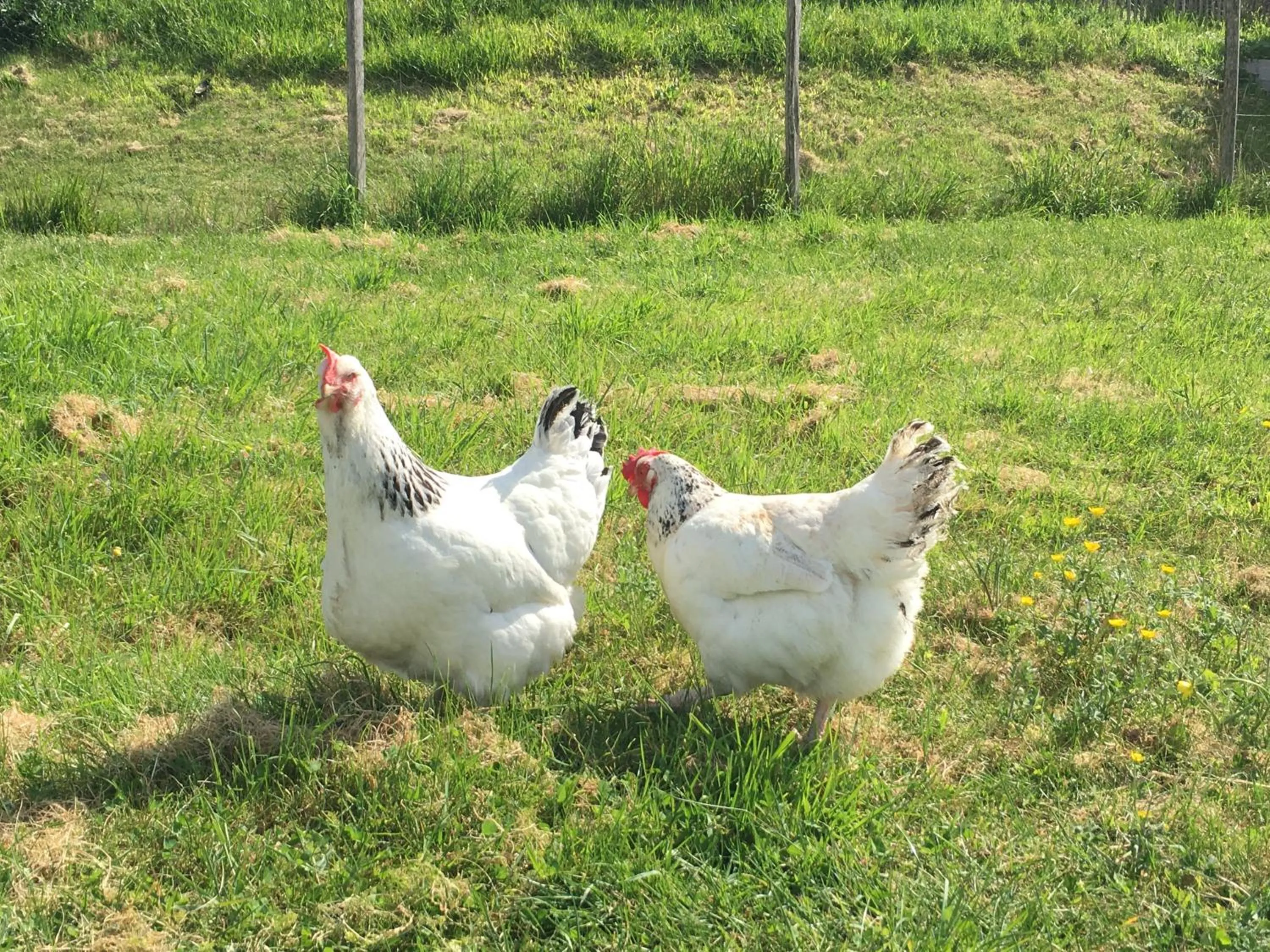 Animals in La Ferme Buissonnière