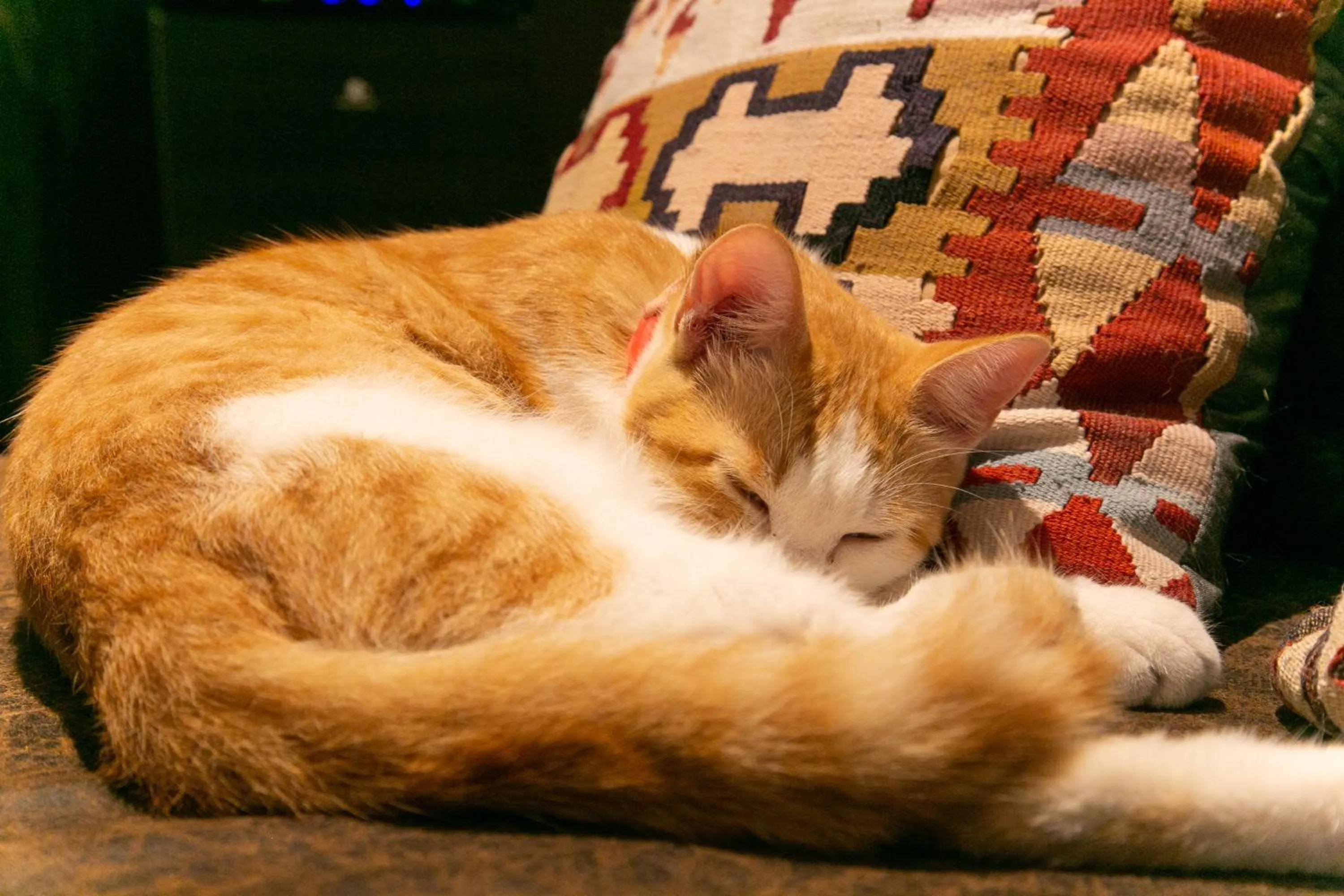 Pets in Yufuin Lamp no Yado