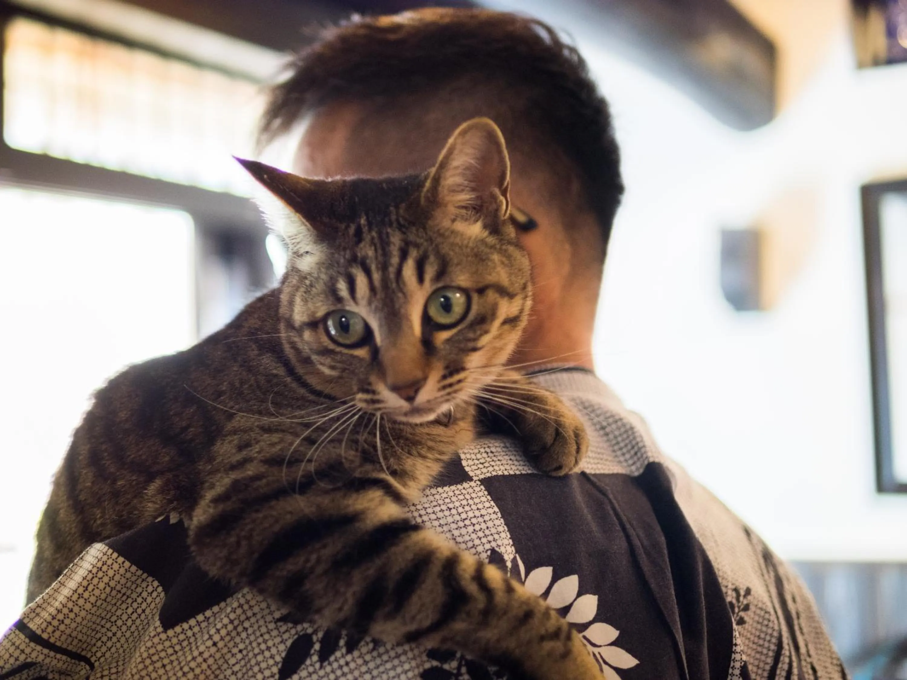 Animals in Yufuin Lamp no Yado