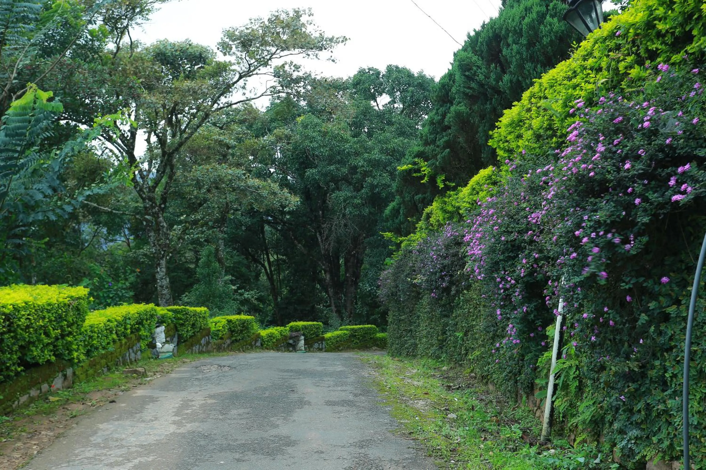 Deshadan Mountain Resort -The highest resort in Munnar