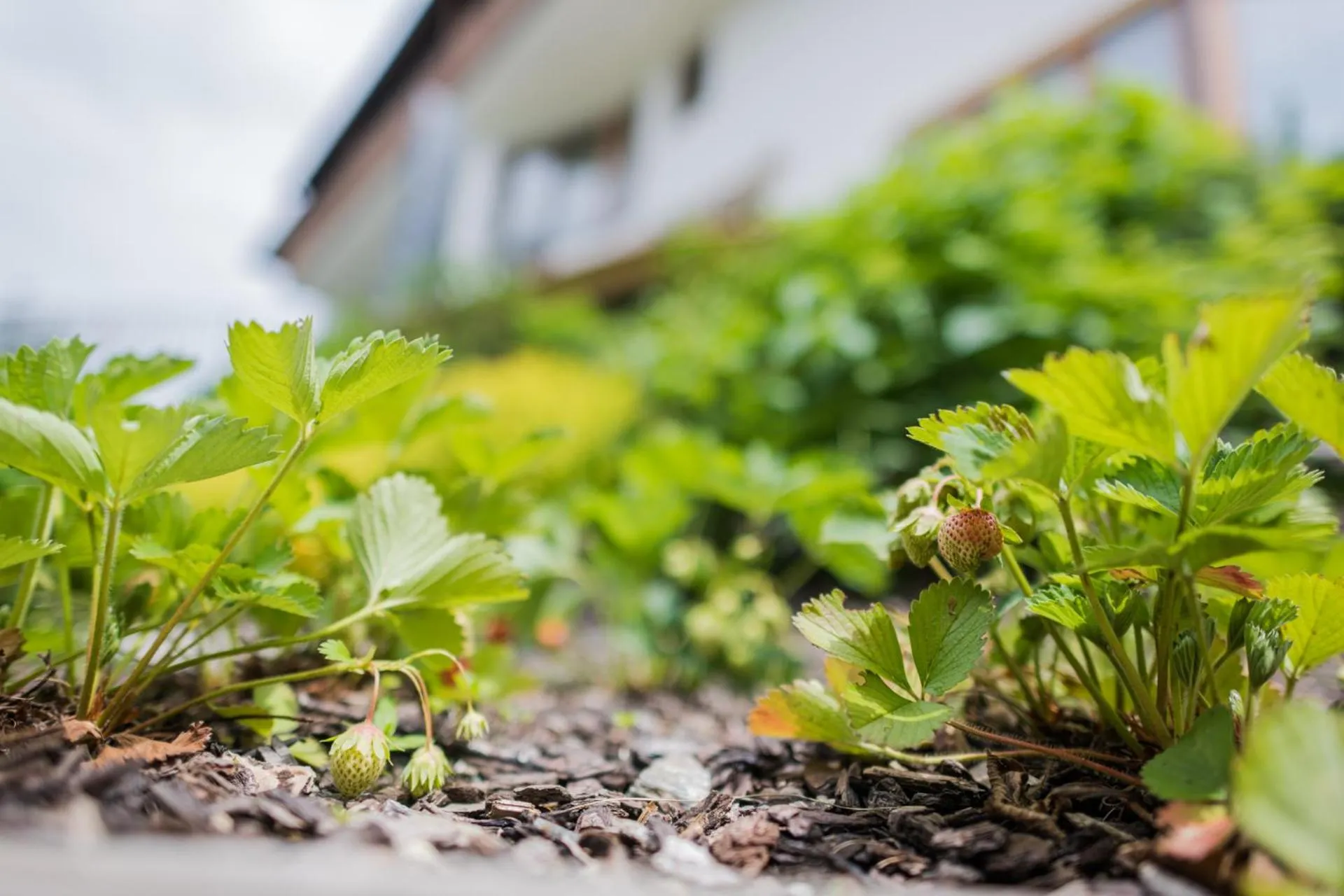 Other in Residence Plan De Corones