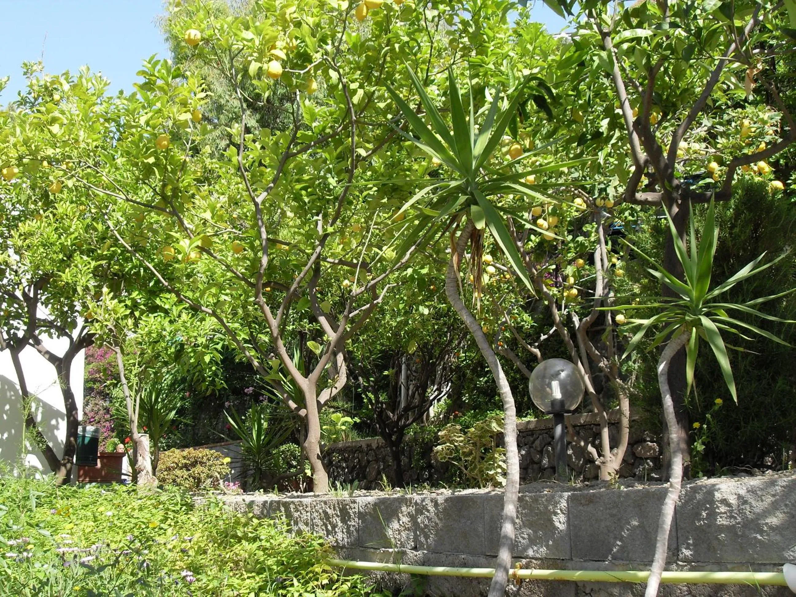 Garden in Hotel La Mandorla
