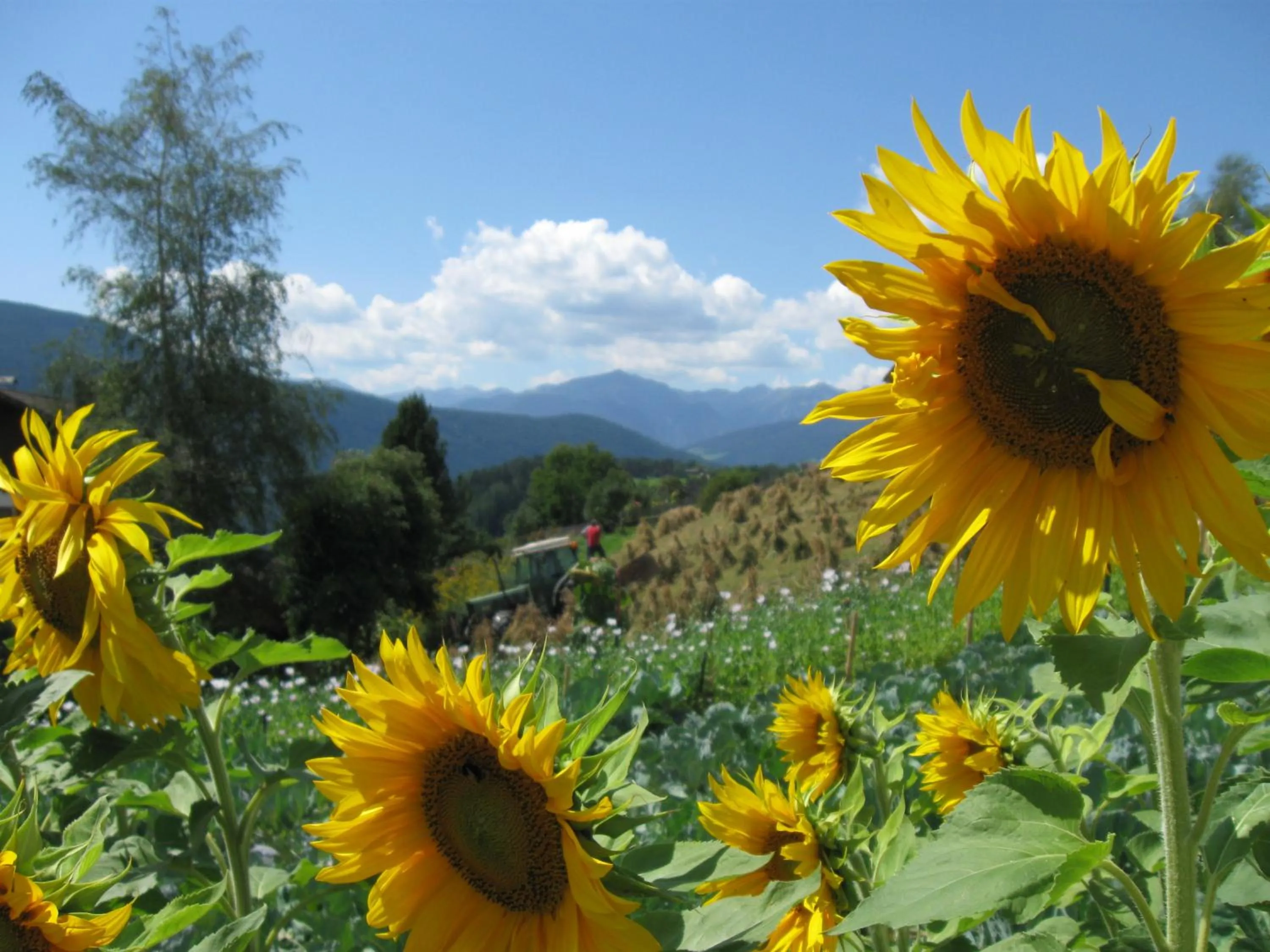 Summer in Residence Terentis