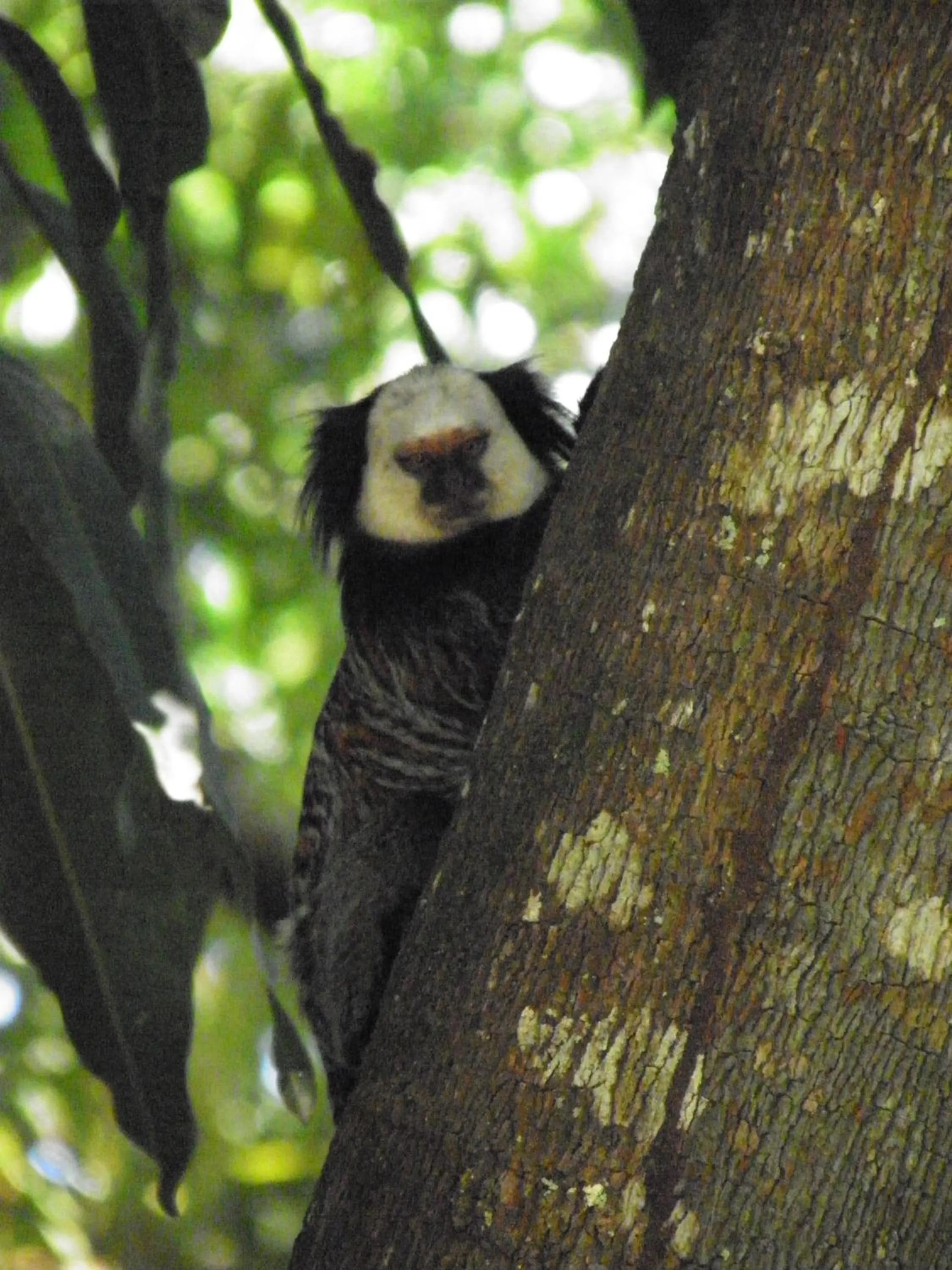 Pets in Pousada Jacarandá