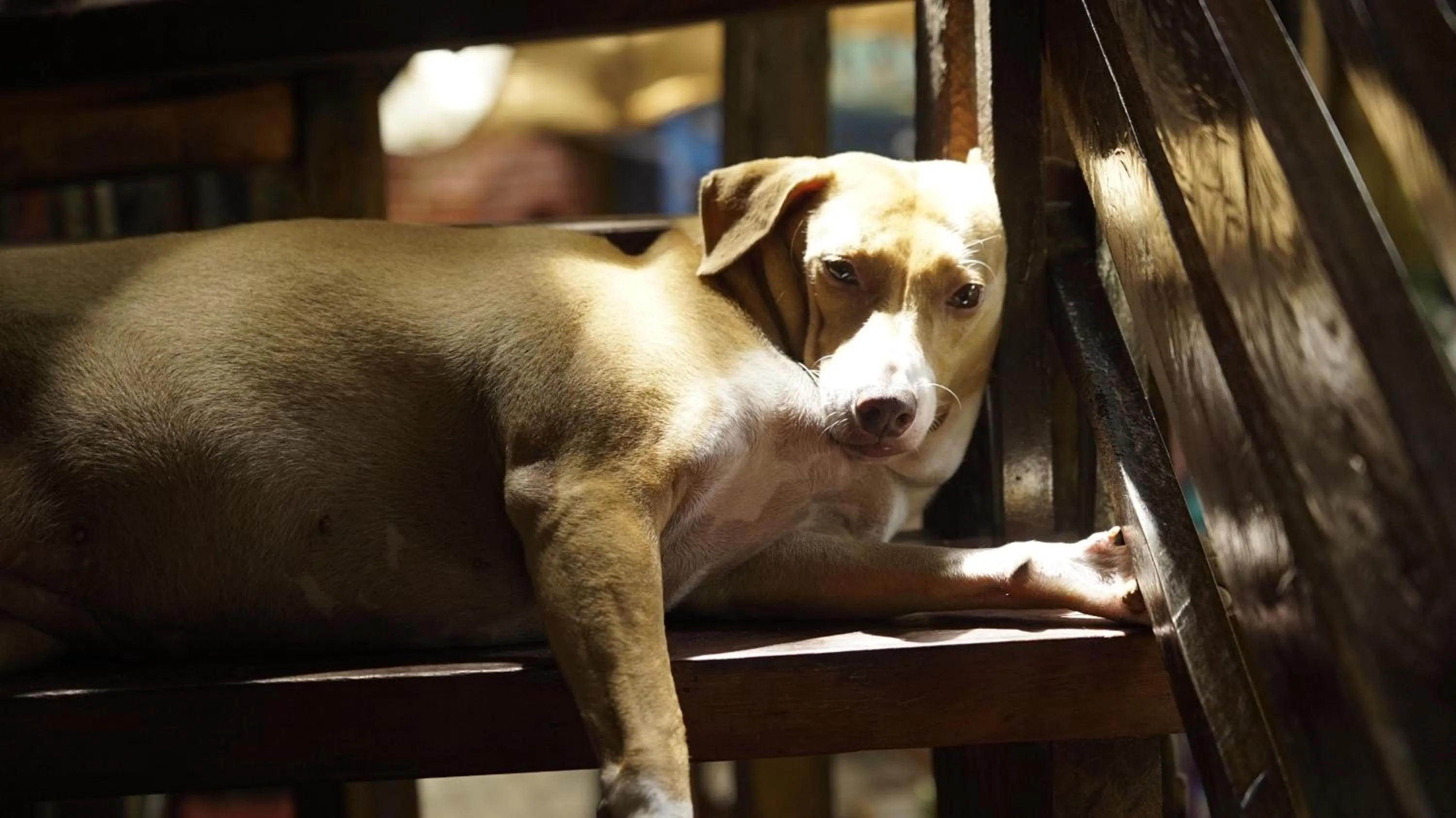 Pets in Lazy Dog Bed & Breakfast