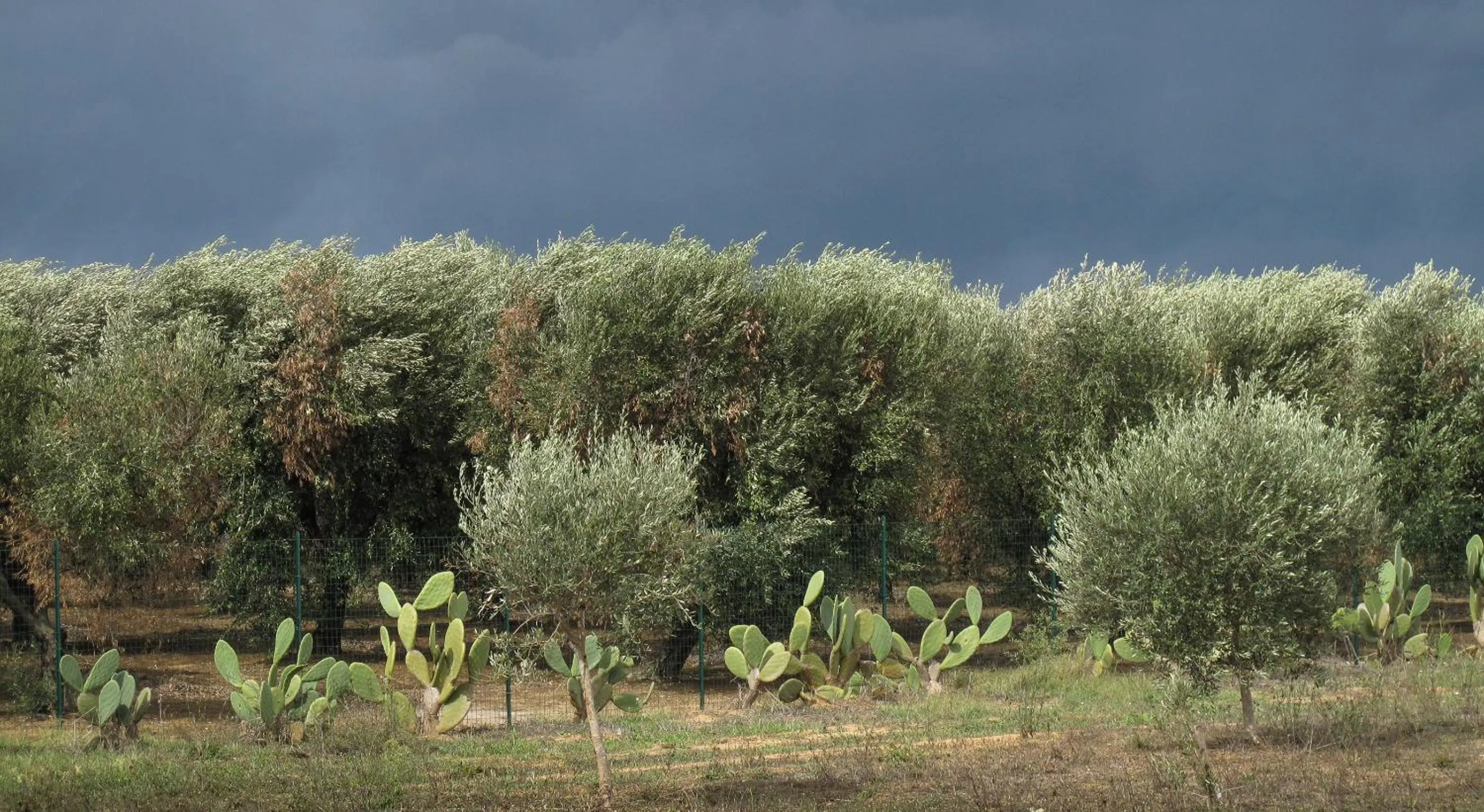 Garden view in B&B Sosta A Ponente