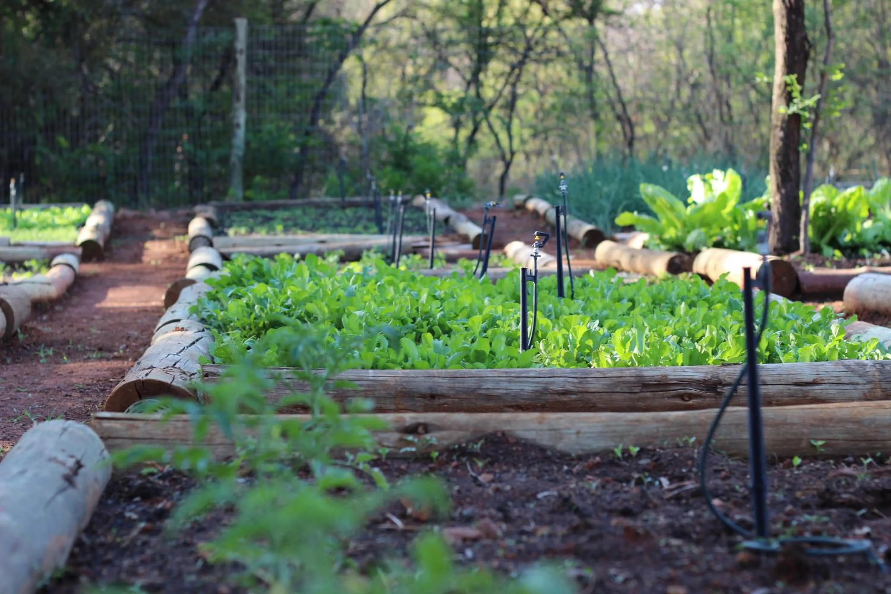Garden in The Blades