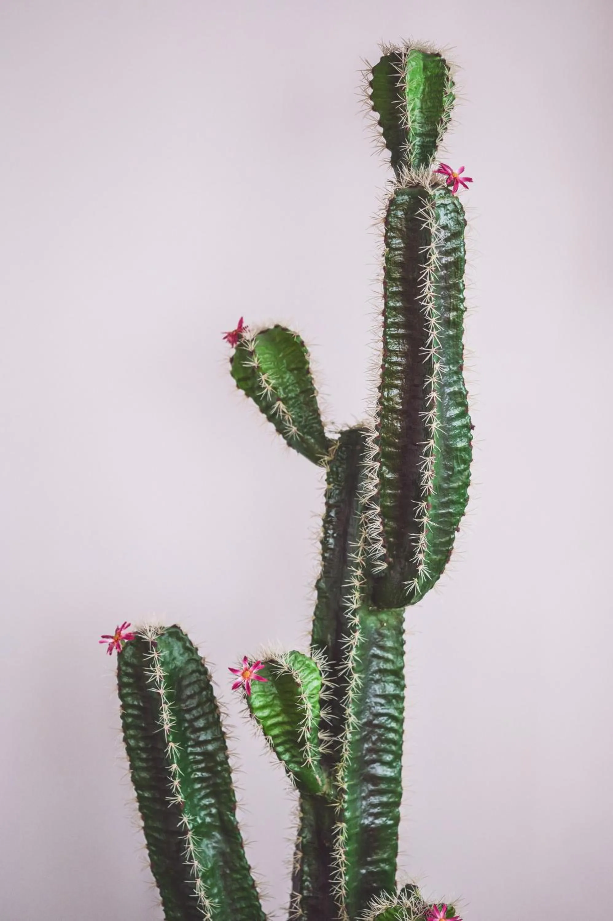 Decorative detail in Hotel Cesare Augustus