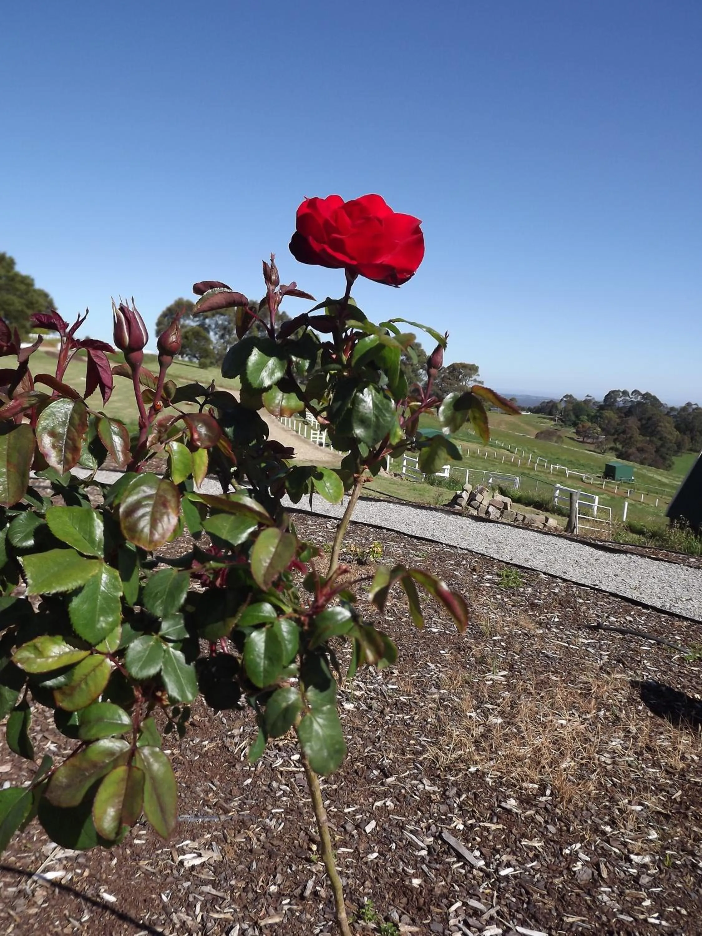 Natural landscape in A Cottage with a View at Tudor Ridge