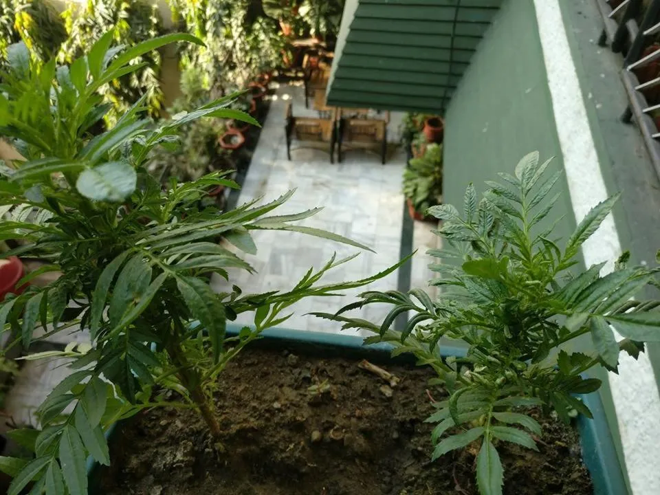 Balcony/Terrace in Hotel Embassy