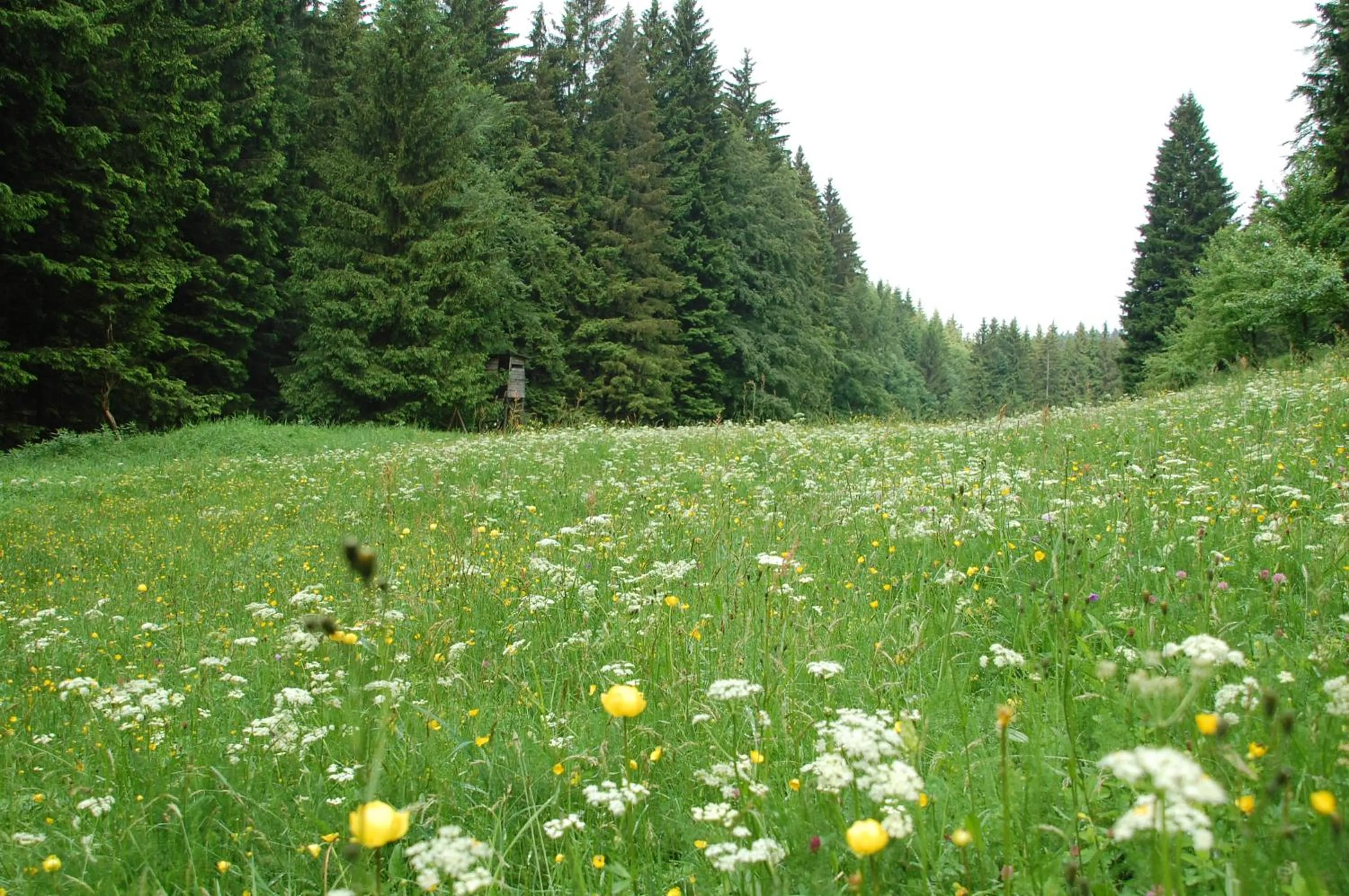 Natural landscape in Ferienwohnung Reifberg