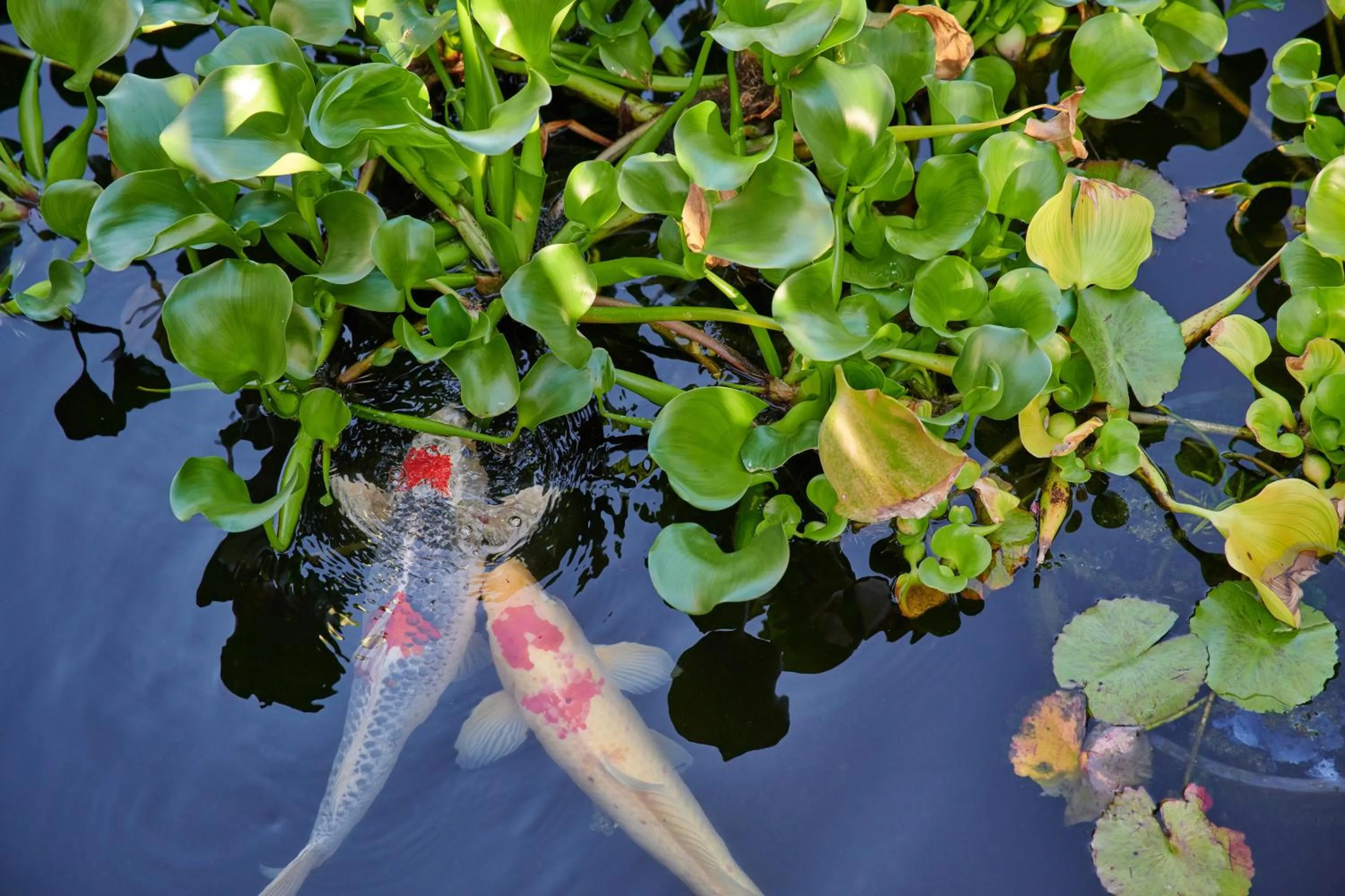 Spring in Aston at The Whaler on Kaanapali Beach