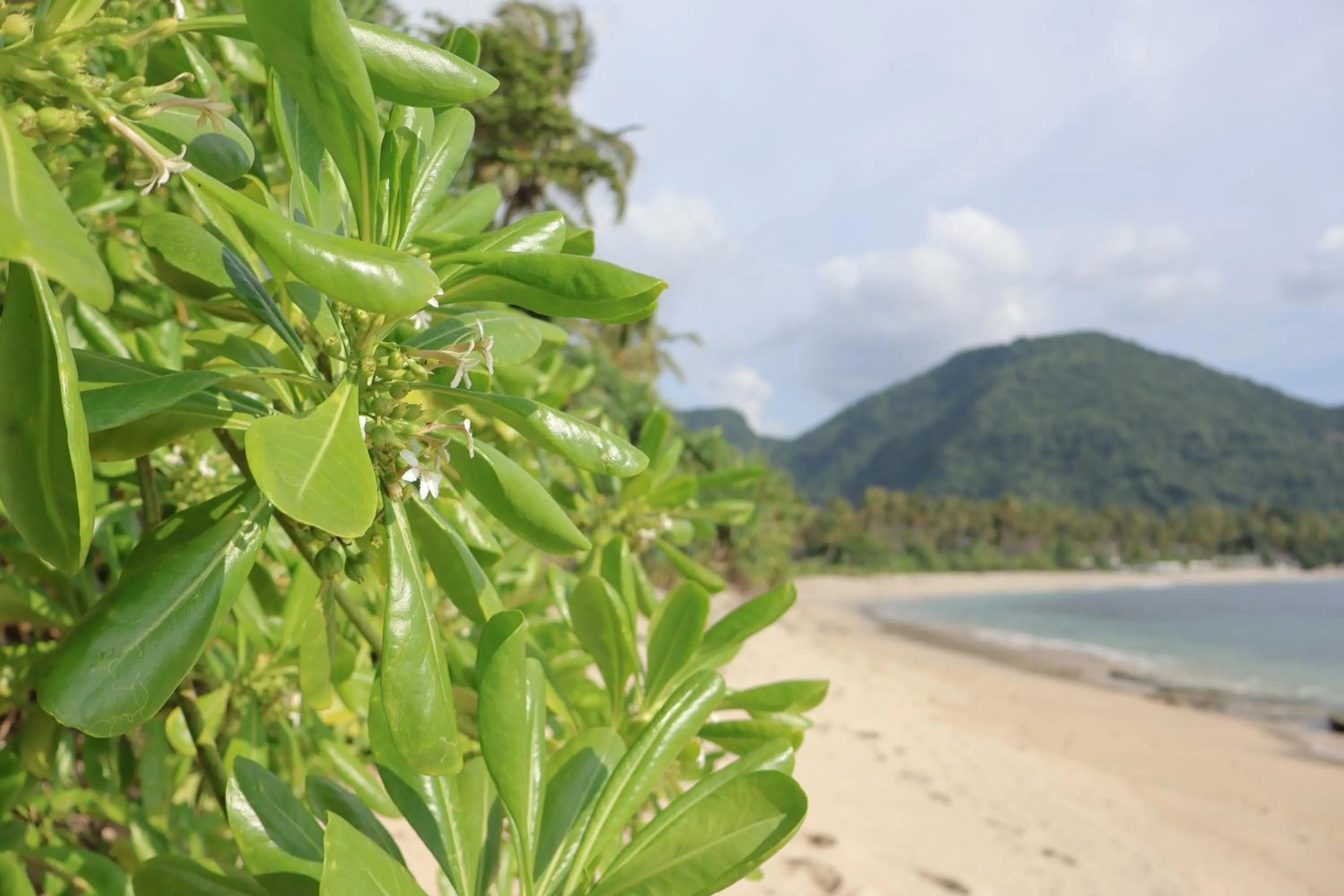 Natural landscape in Seven Secrets by Hanging Gardens