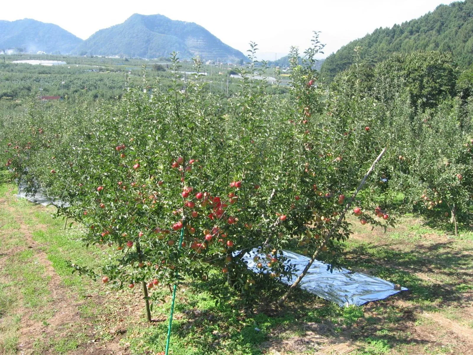 Other in Yudanaka Yasuragi