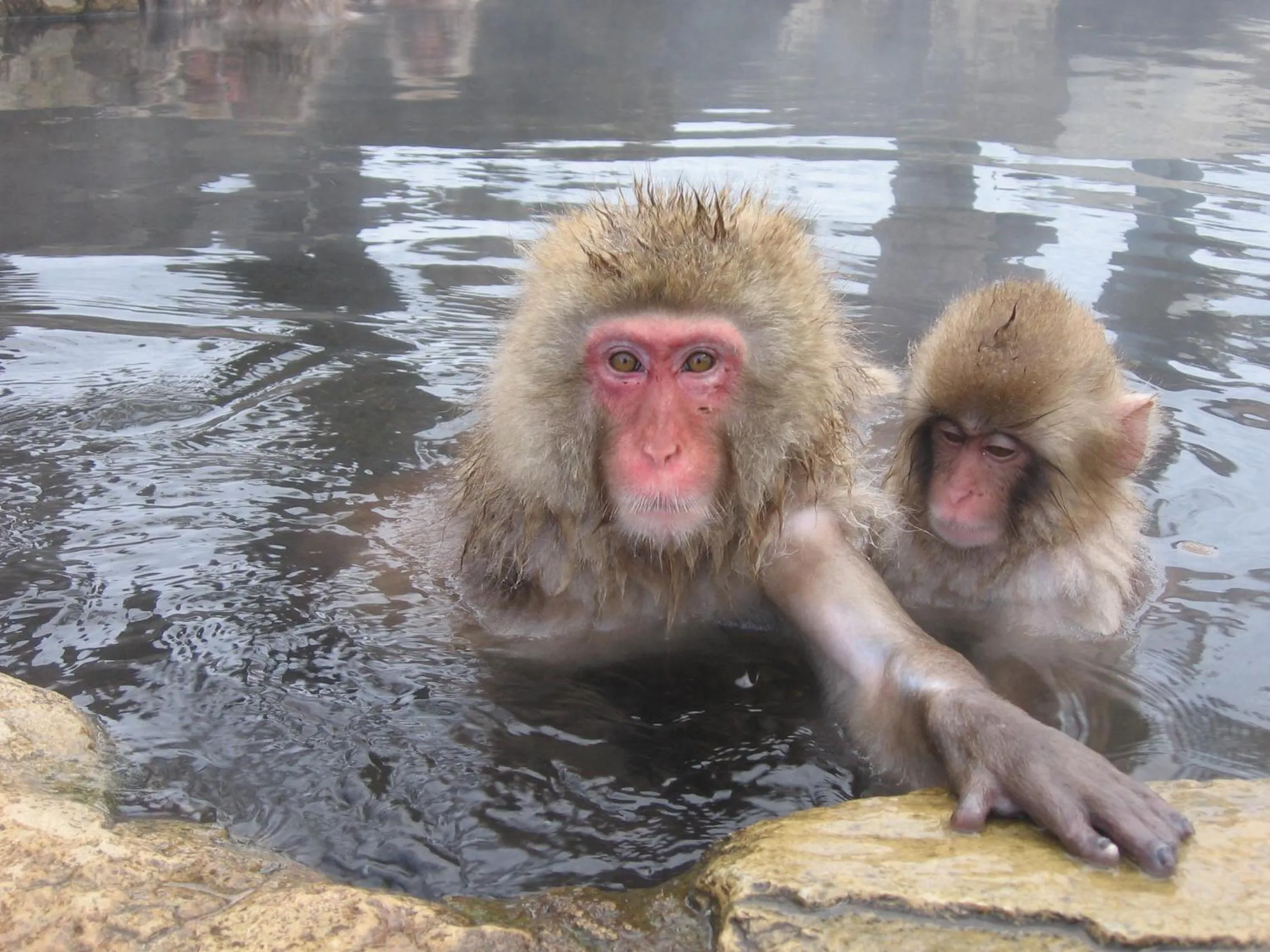 Other in Yudanaka Yasuragi