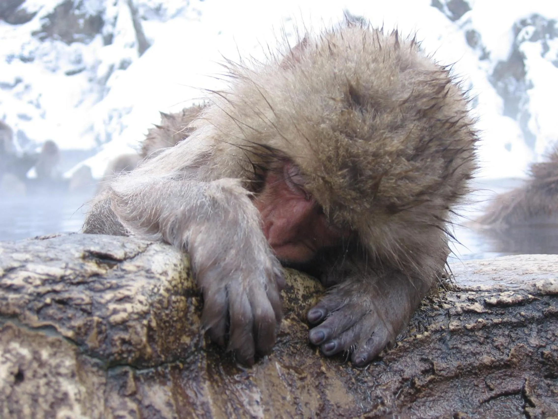 Other in Yudanaka Yasuragi