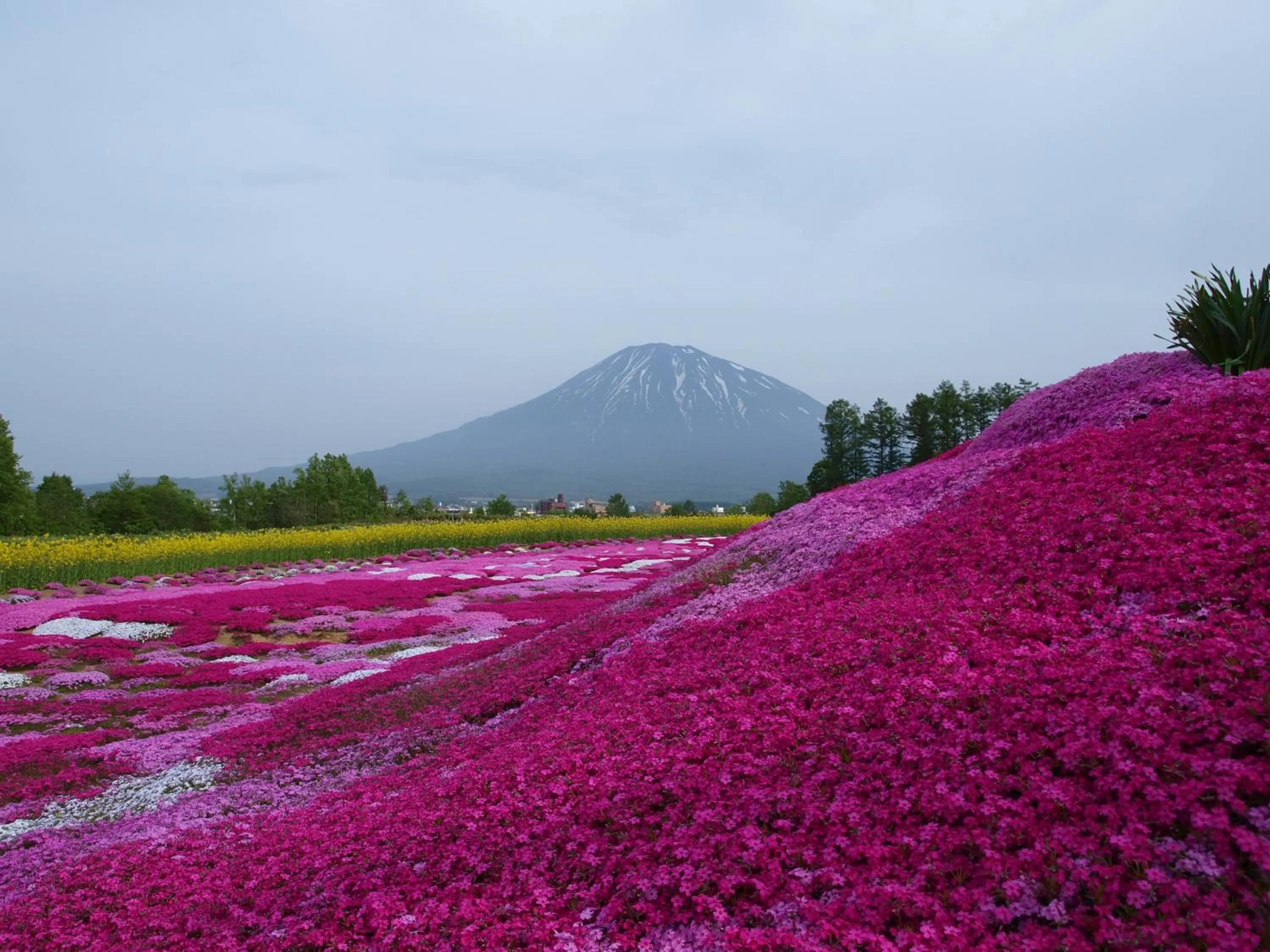 Spring in Niseko Tabi-tsumugi Backpackers