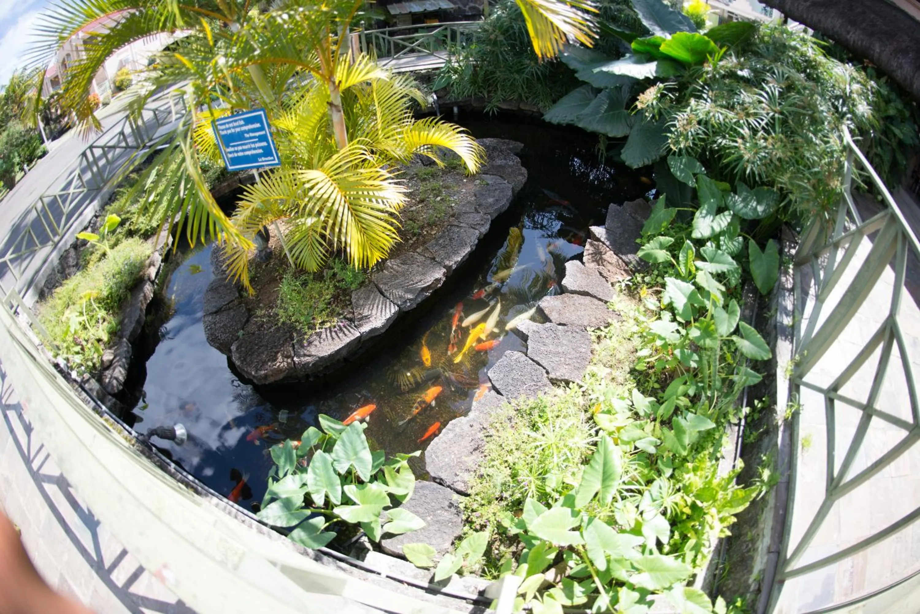 Animals in Casa Florida Hotel & Spa