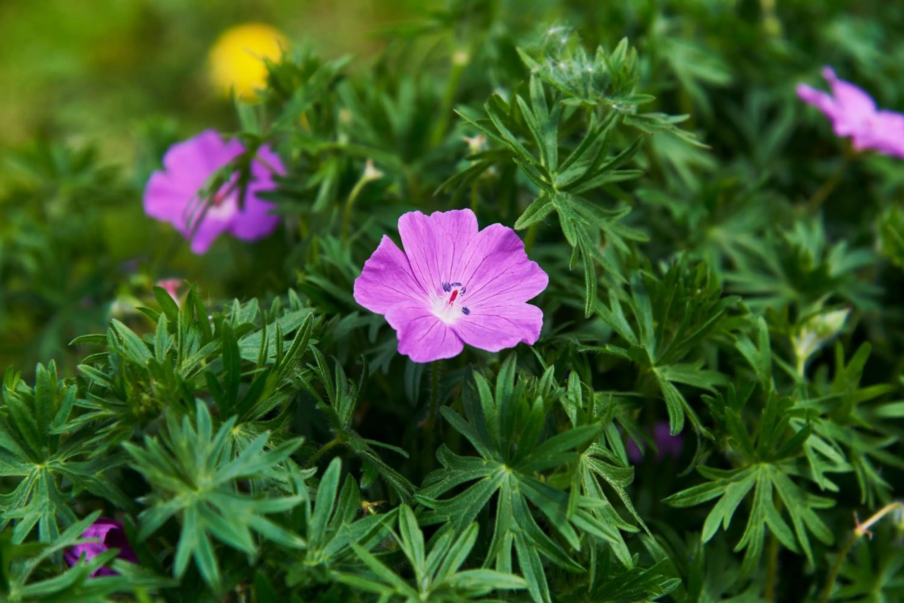 Hotel Spa Les Saules