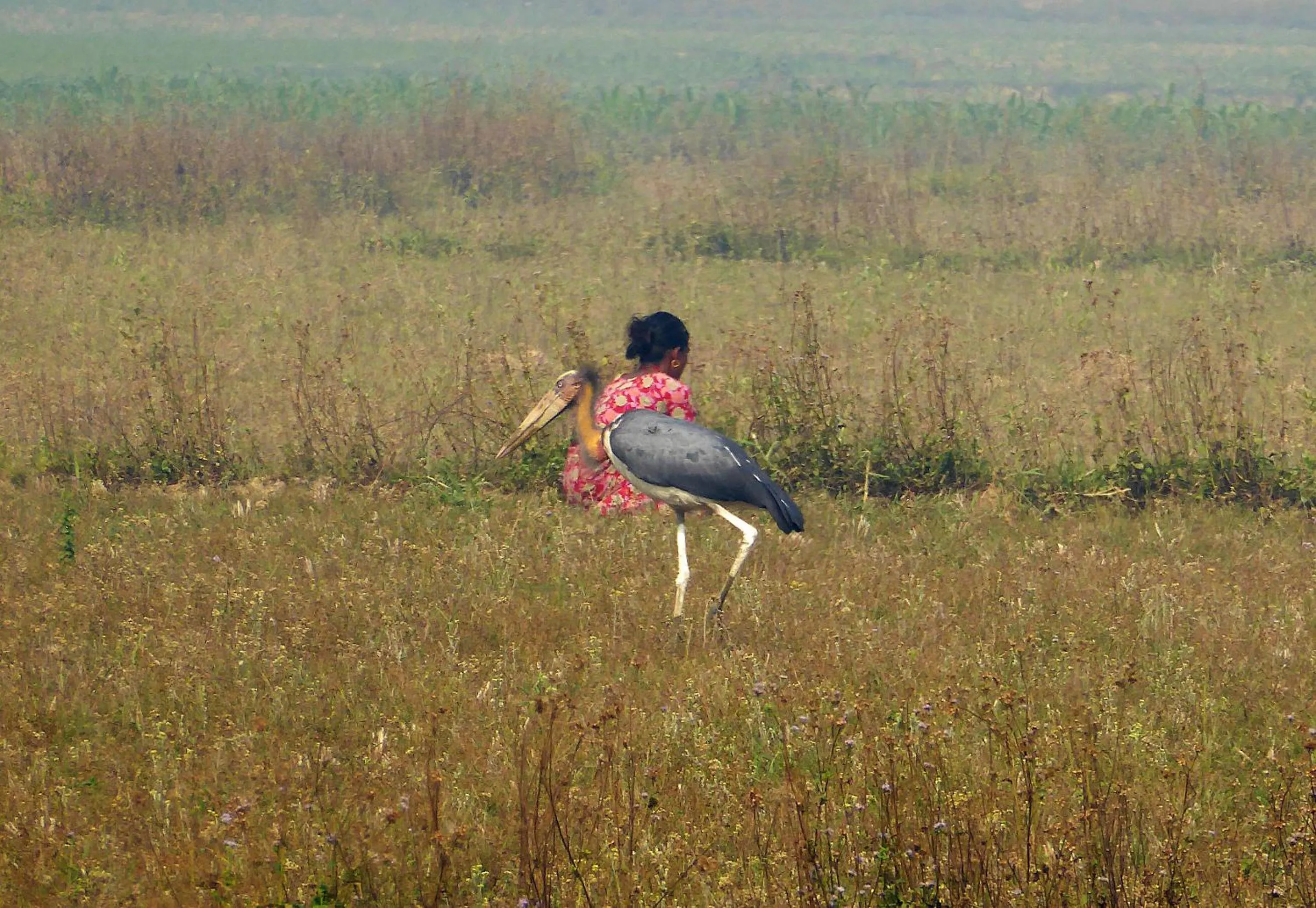 Animals in Tharu Mahal