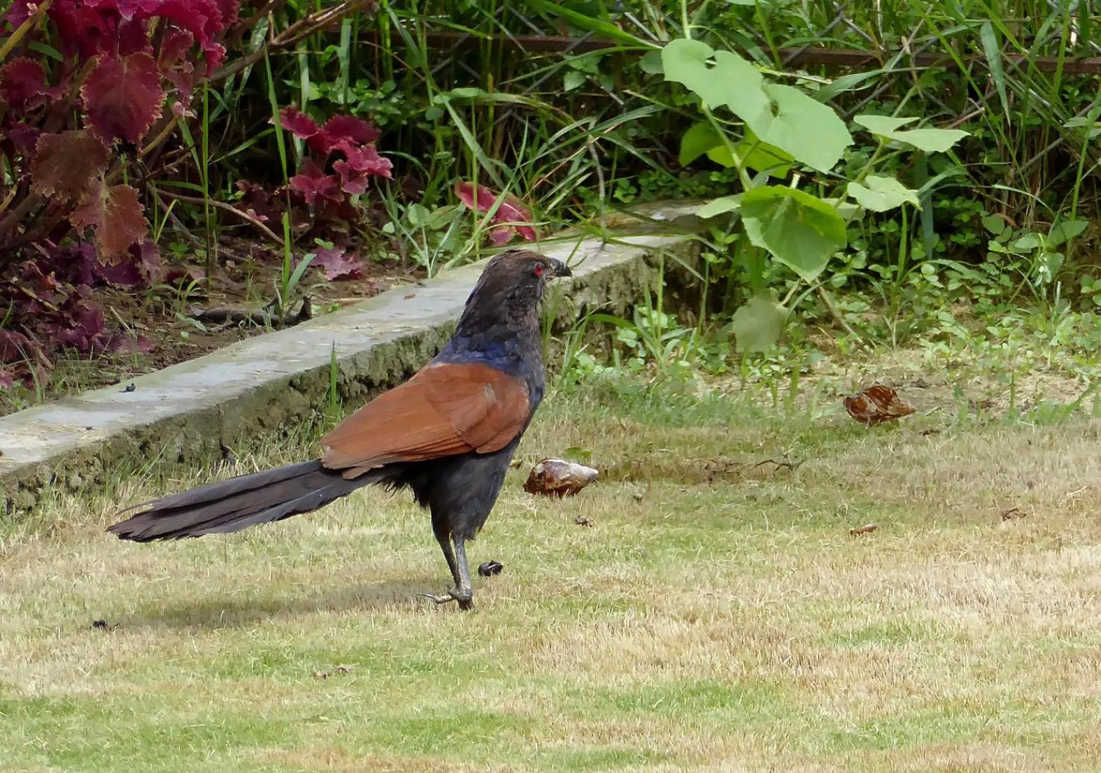 View (from property/room) in Tharu Mahal