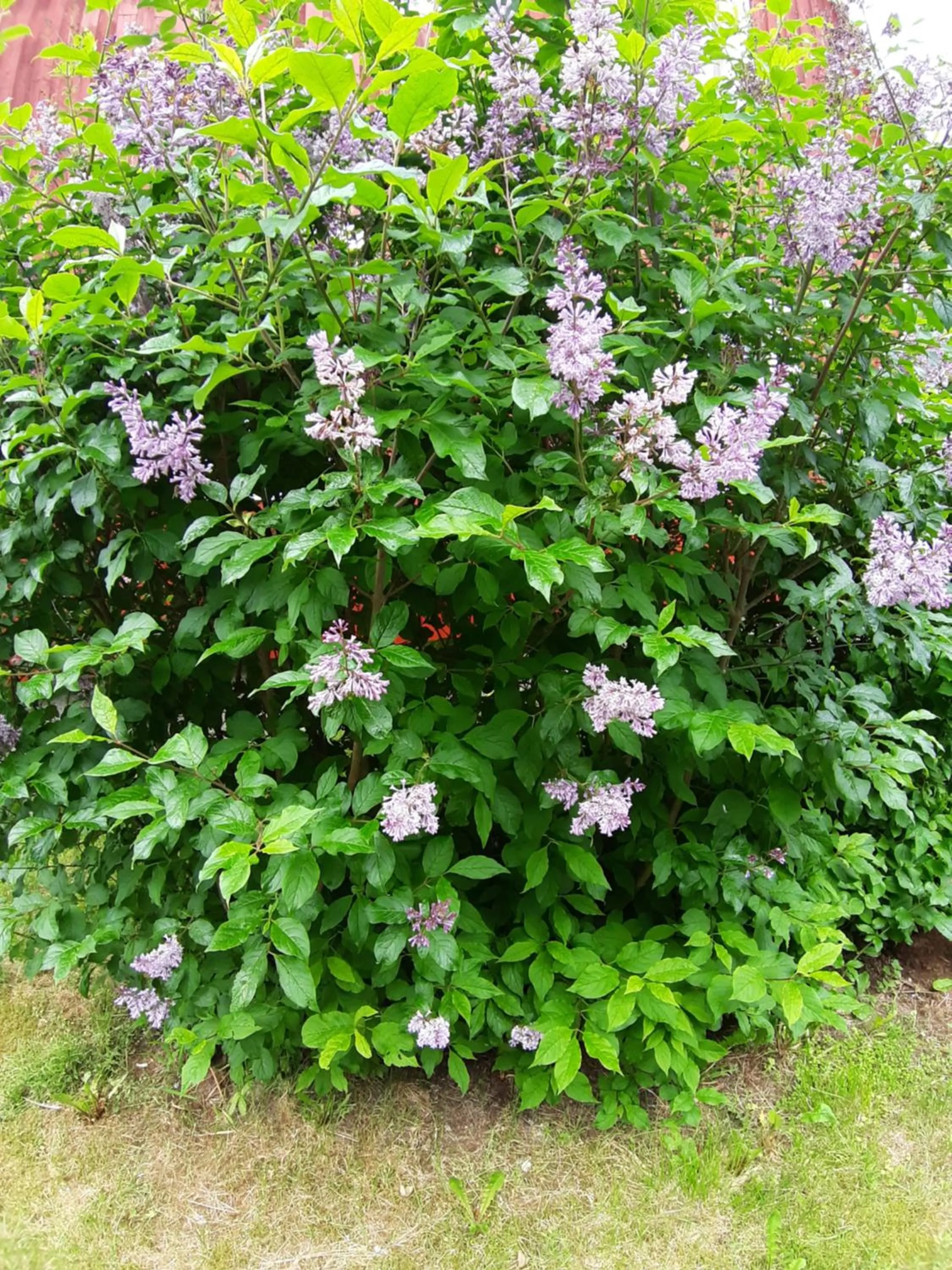 Garden view in Wärdshuset Klarälvdalen