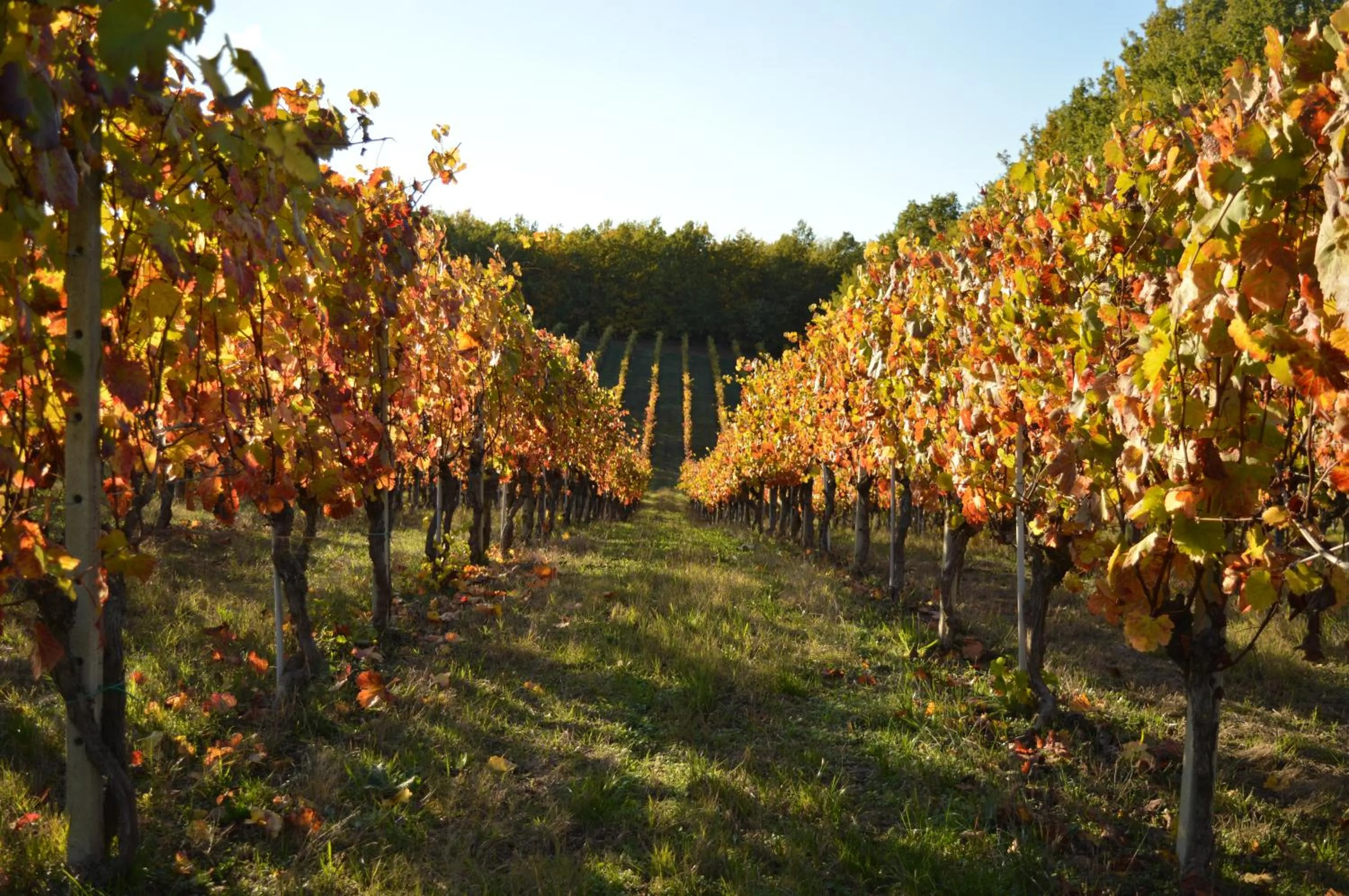 Natural landscape in Bed & Tours Dimora di campagna