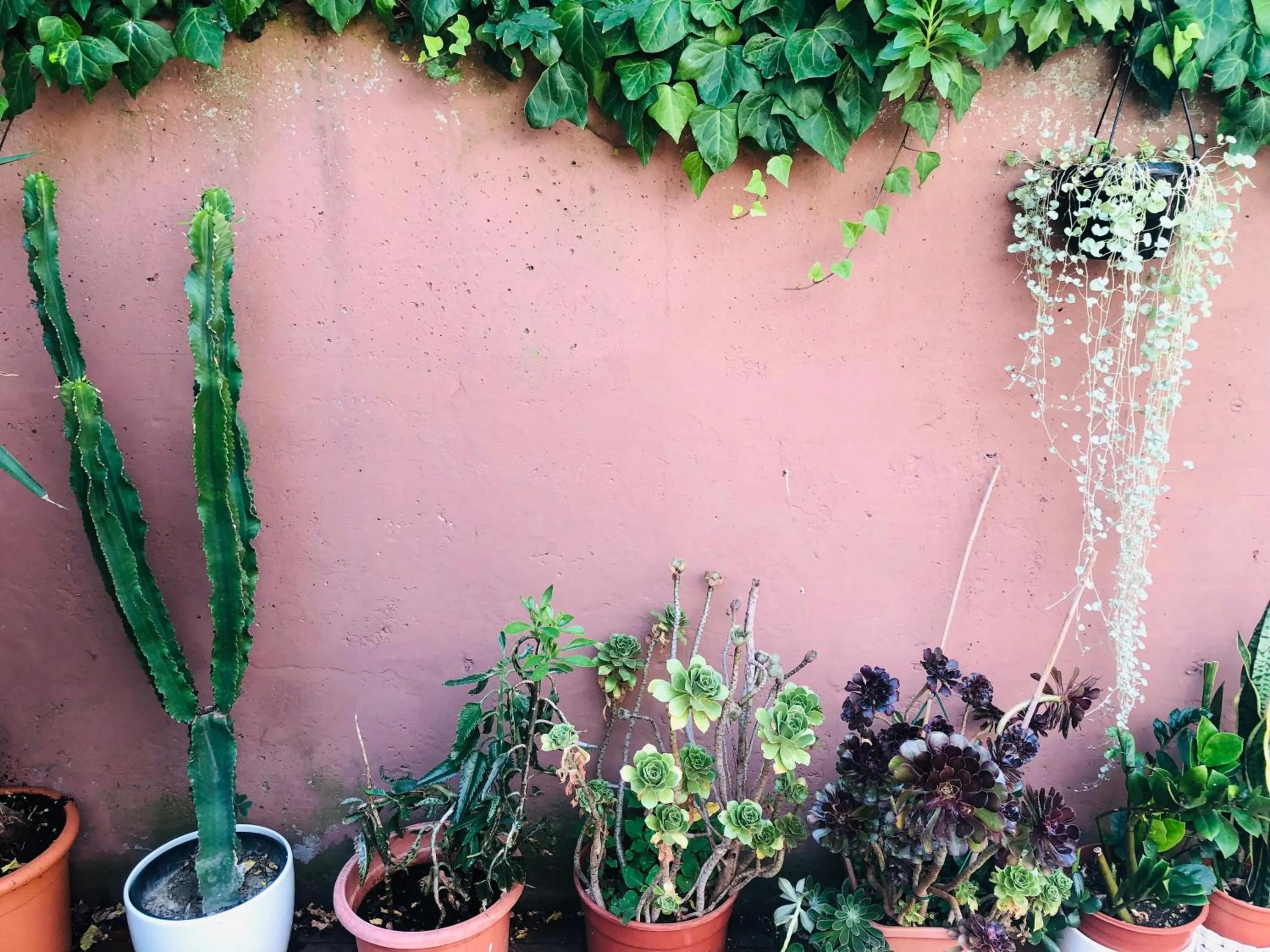 Spring in Opera Deluxe