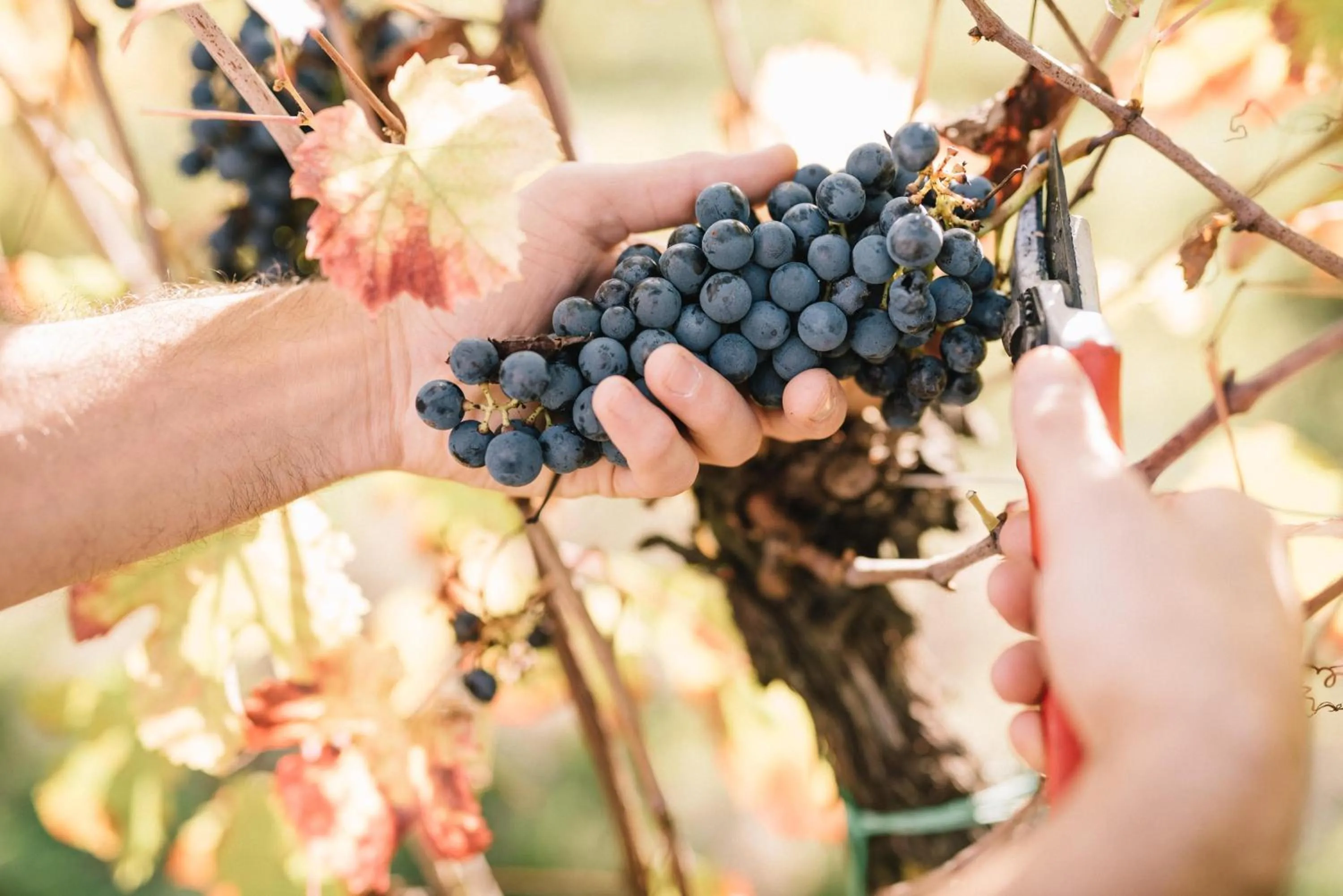 Natural landscape in Relais Roncolo 1888 - Small Luxury Hotels of the World