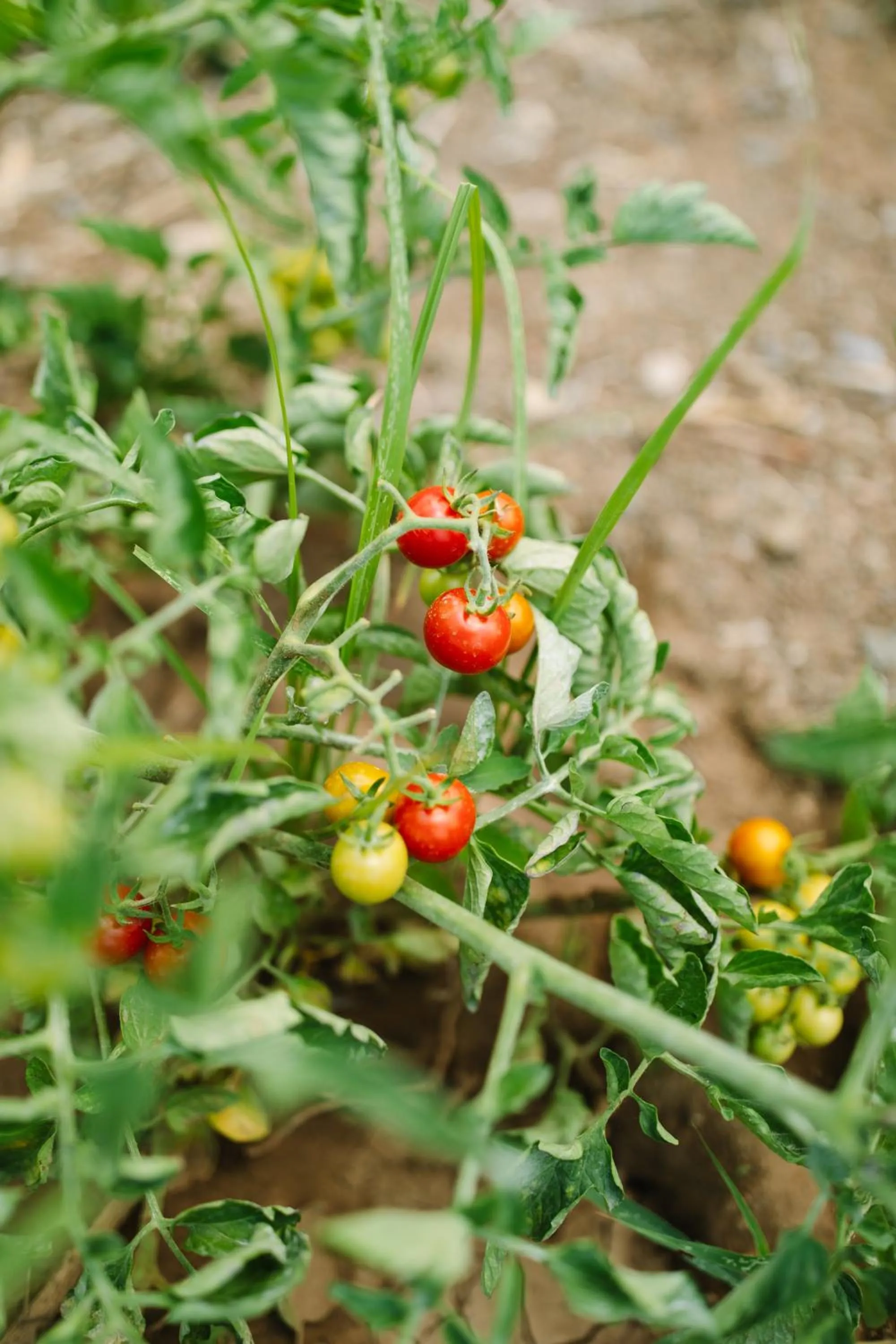 Natural landscape in Ampavris Family Apartments