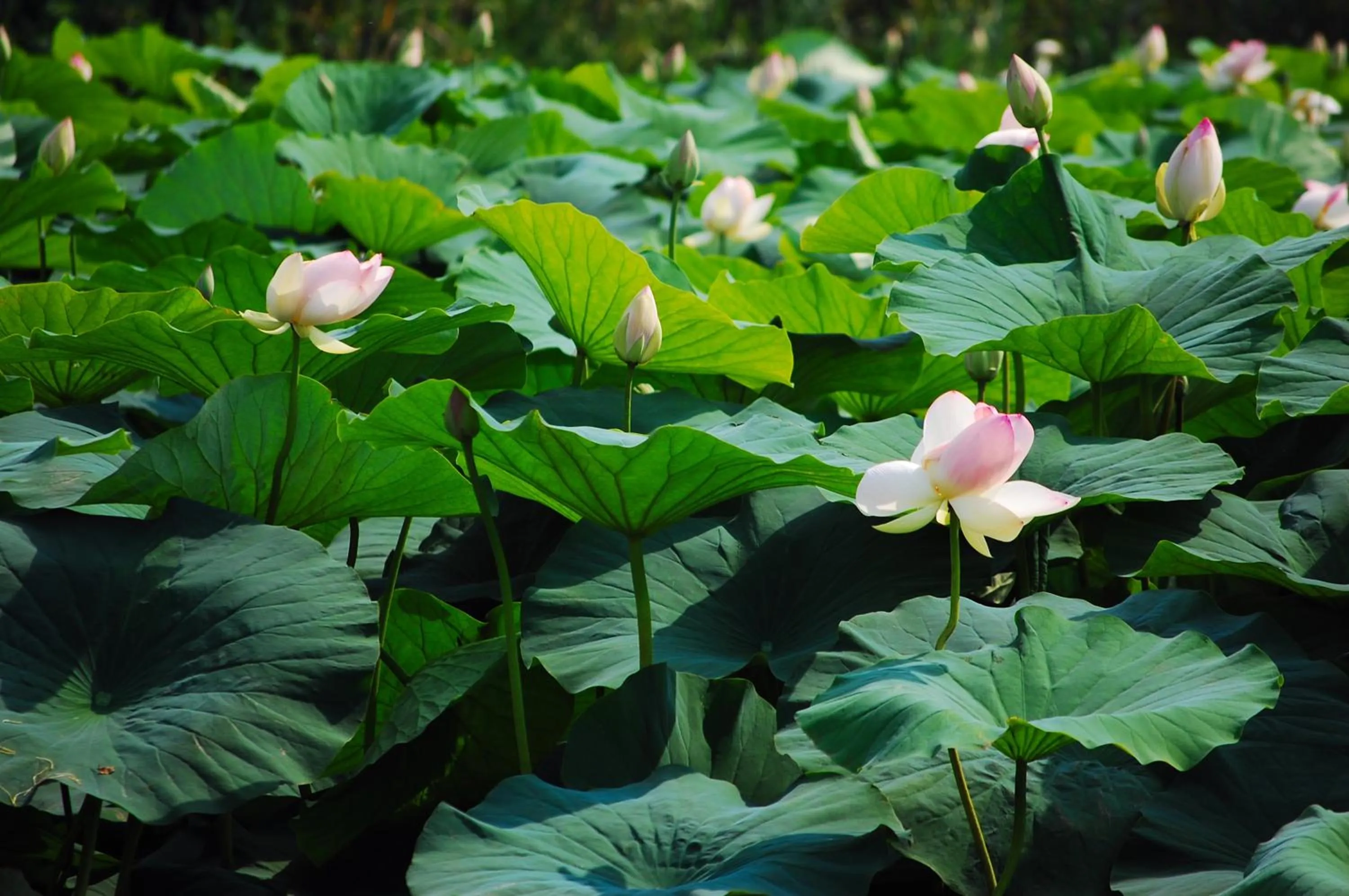 Natural landscape in Antico Residence, MantegnaHotels