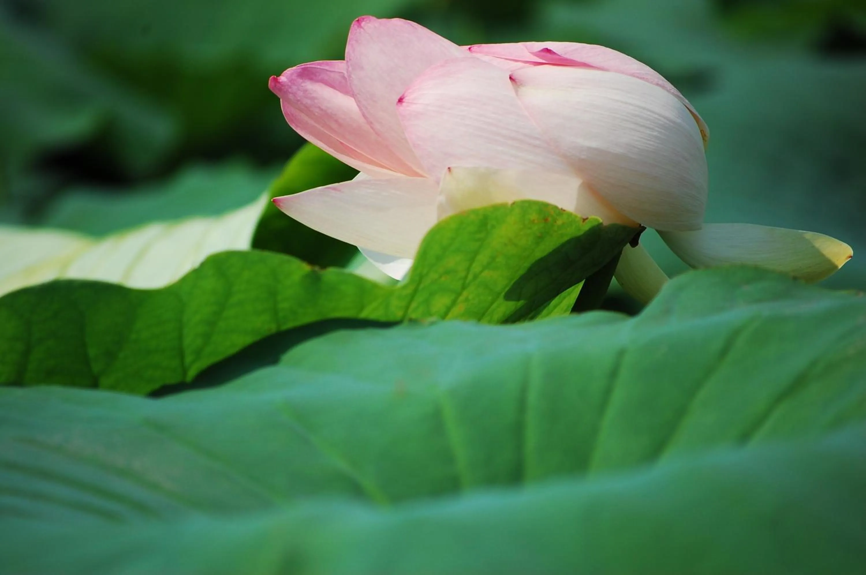 Entertainment in Antico Residence, MantegnaHotels