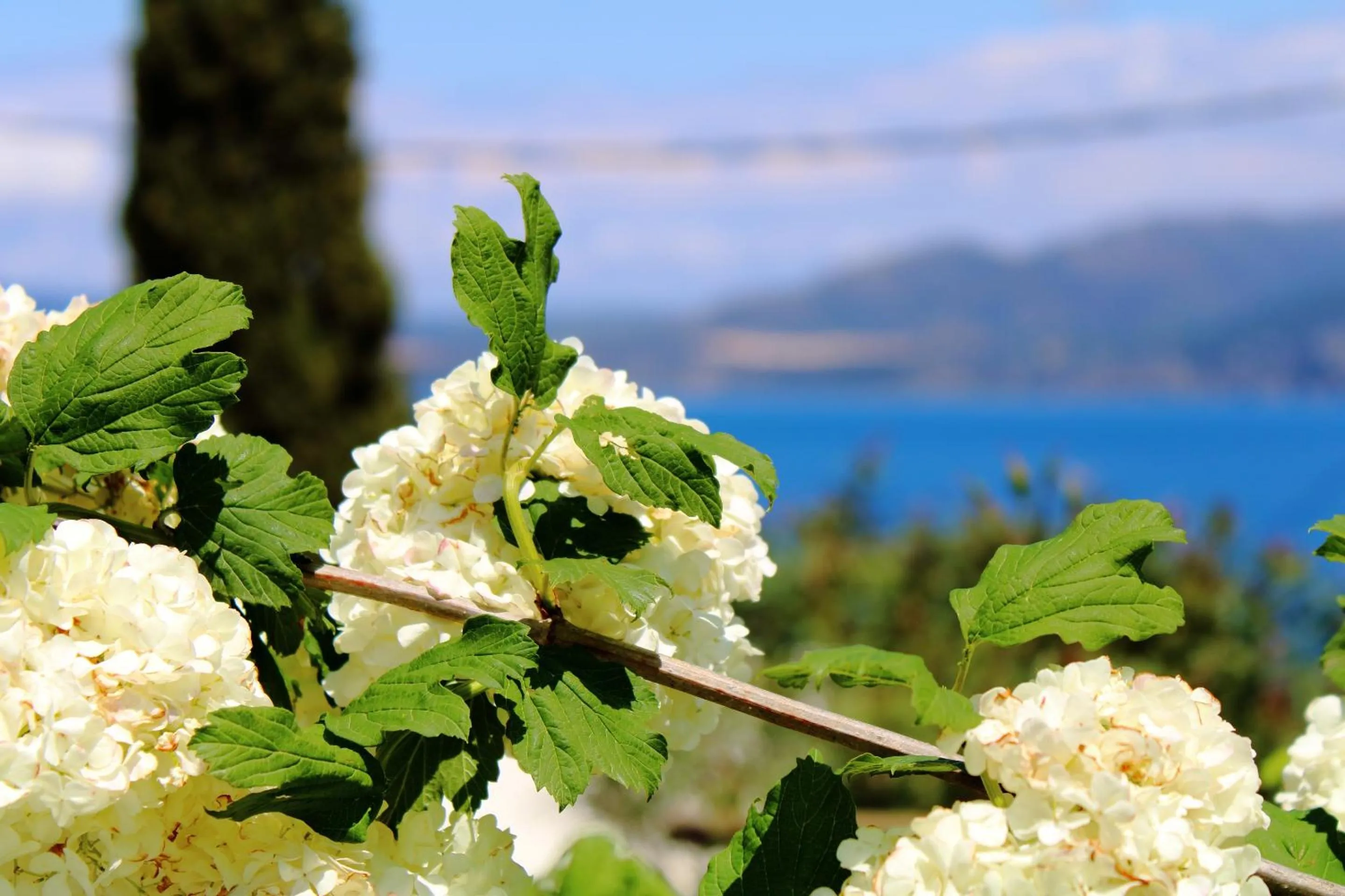Garden in Vergina Star Hotel