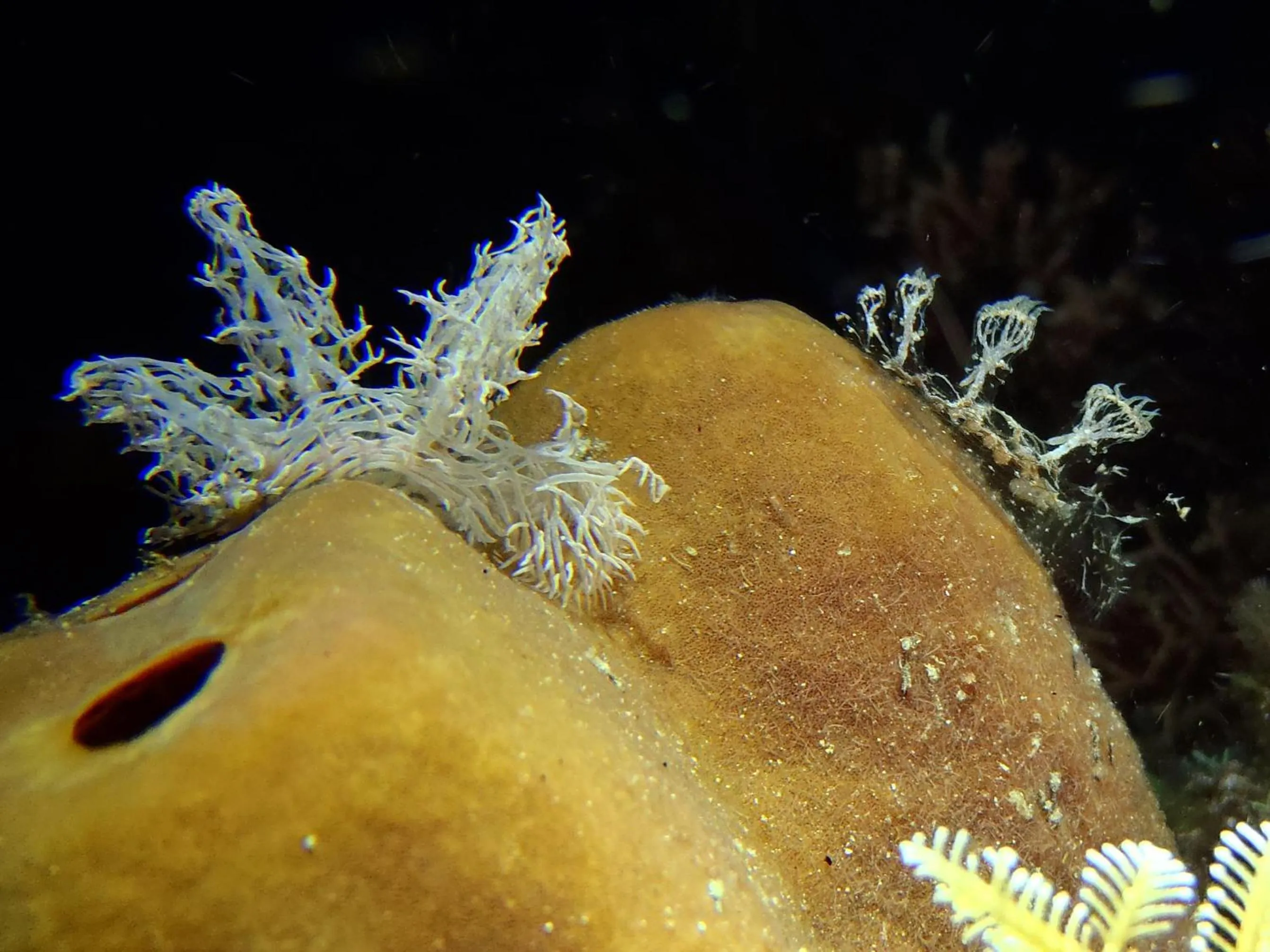 Snorkeling in Tinaoog Beach Resort