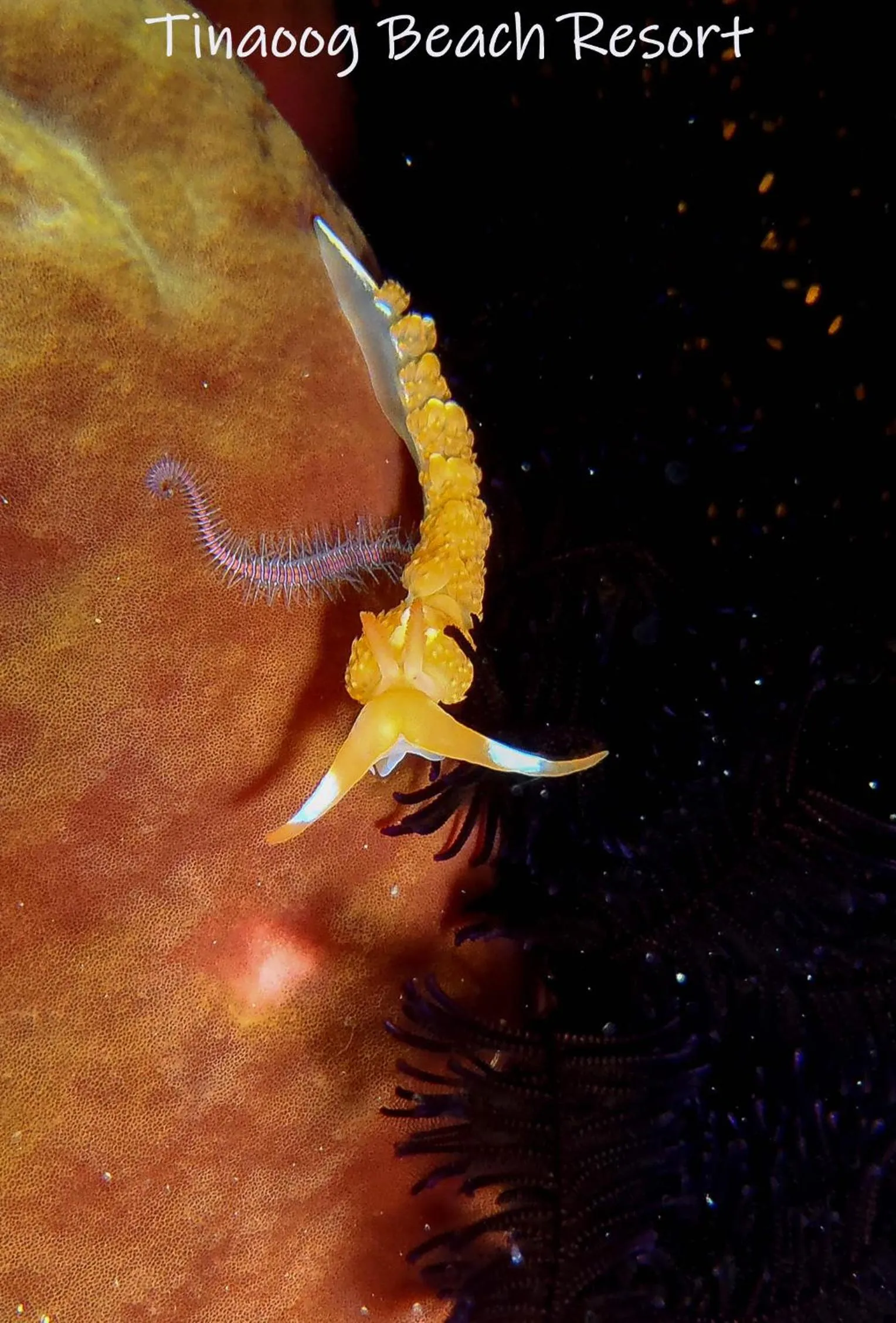 Snorkeling in Tinaoog Beach Resort