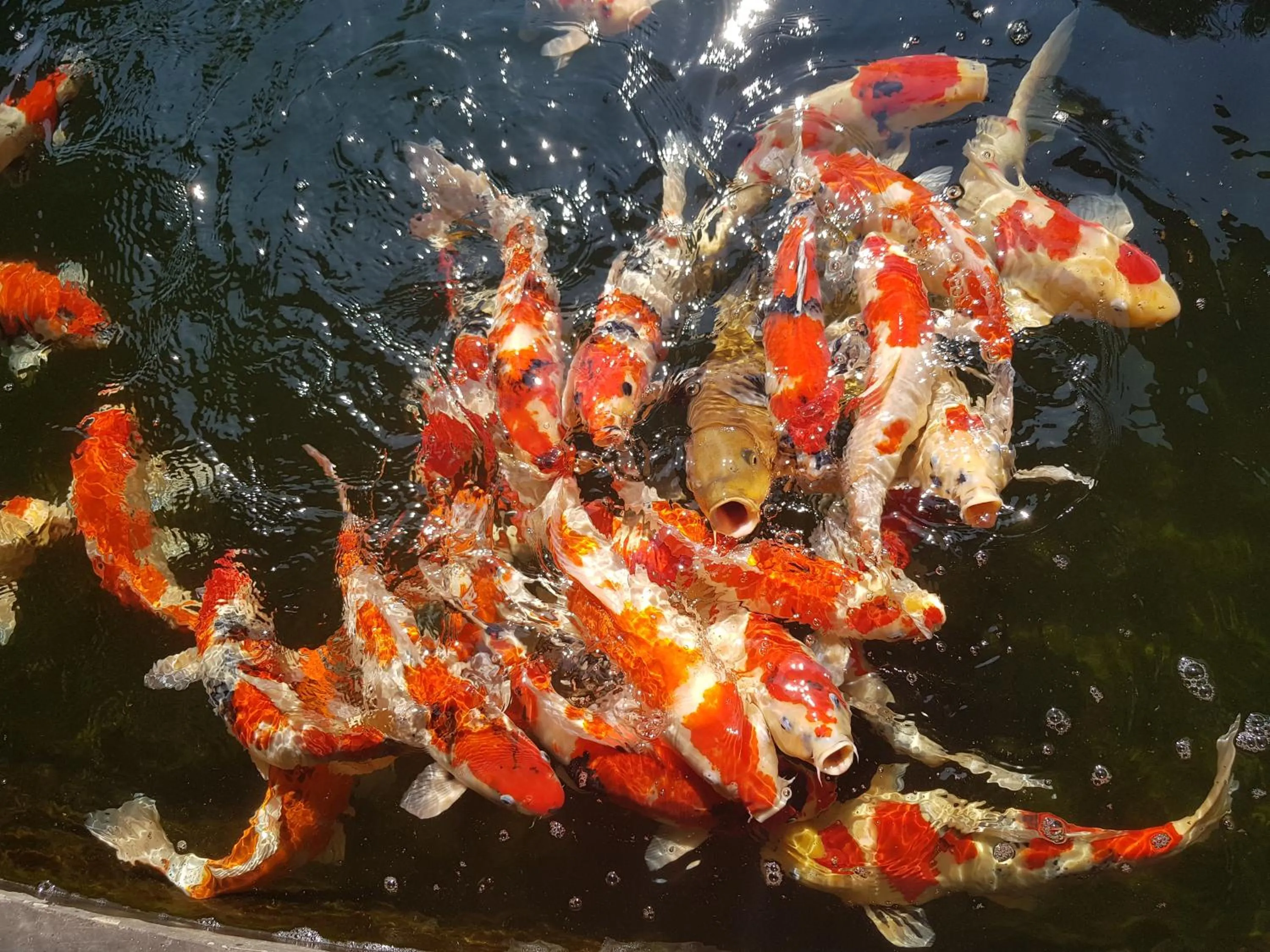 Animals in Palm Pran Resort