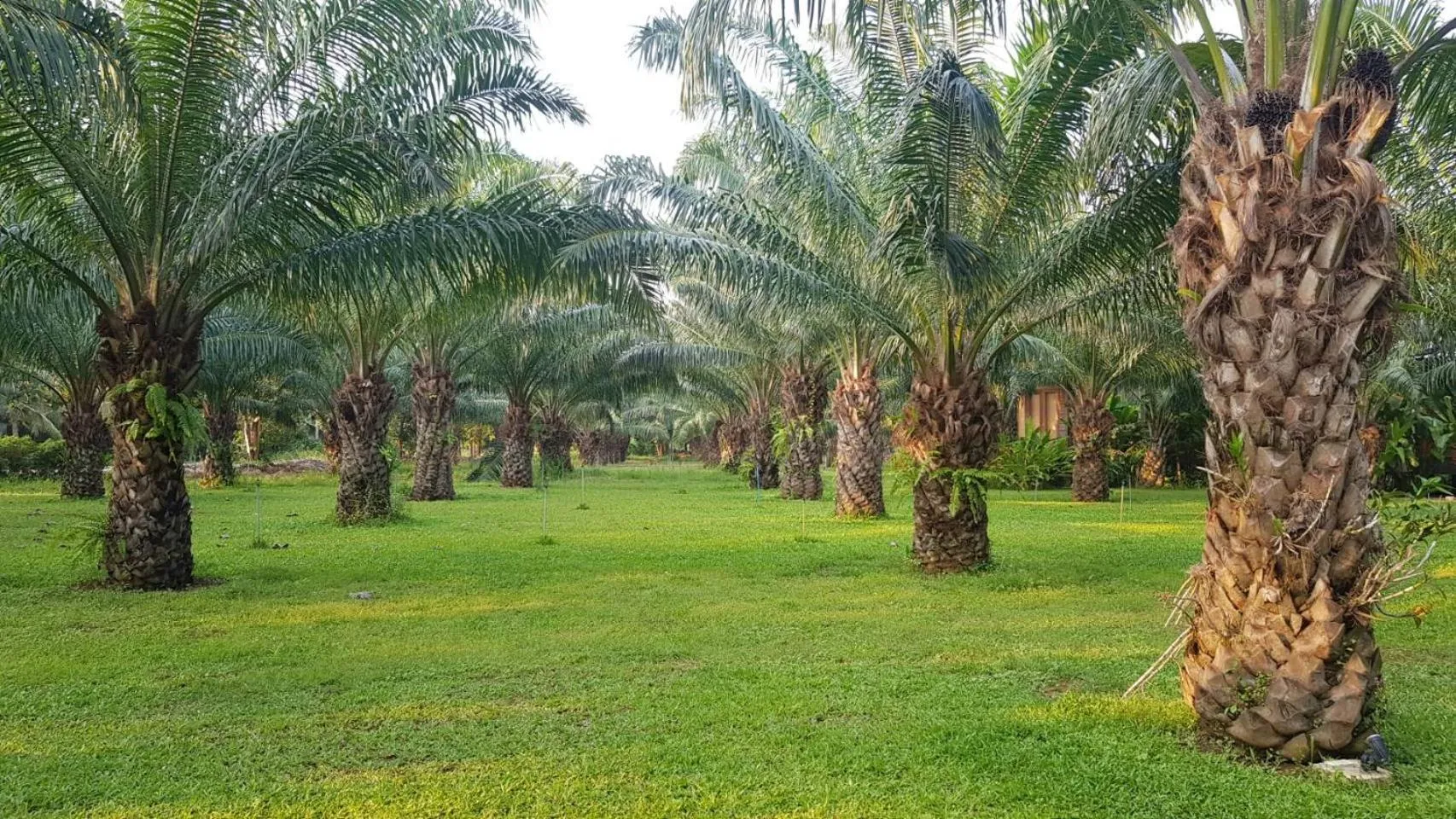 Garden in Palm Pran Resort