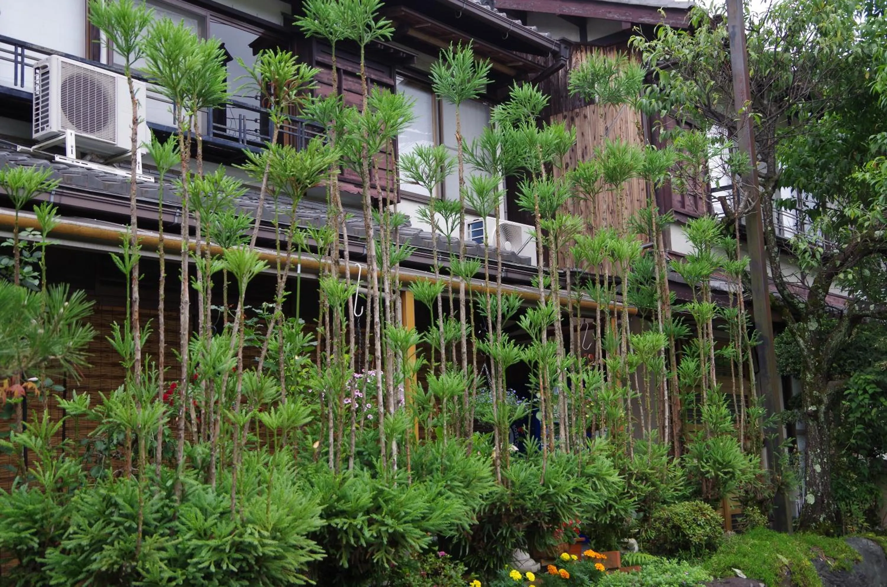 Garden in Ryoso Chatani