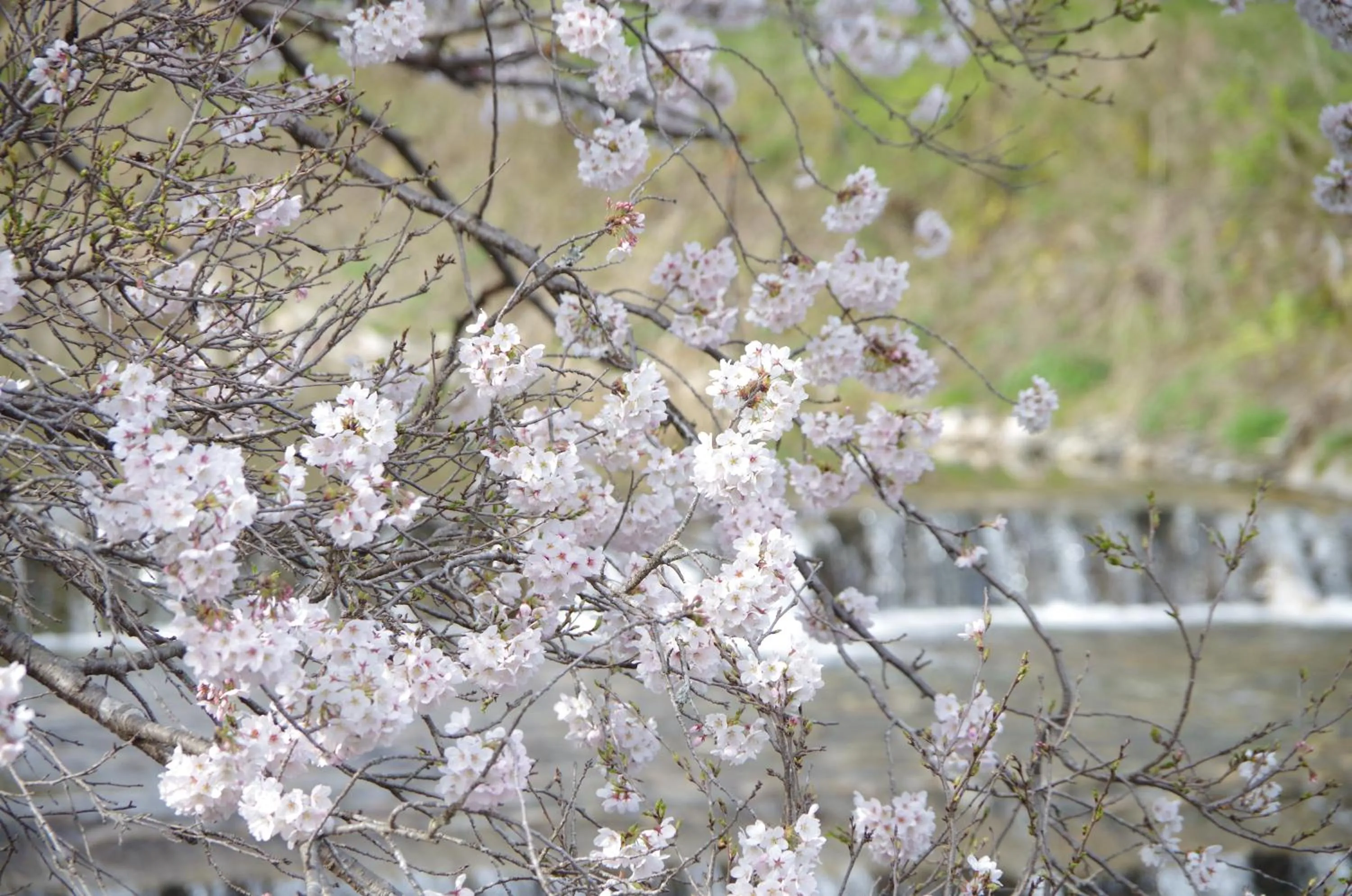 Spring in Ryoso Chatani