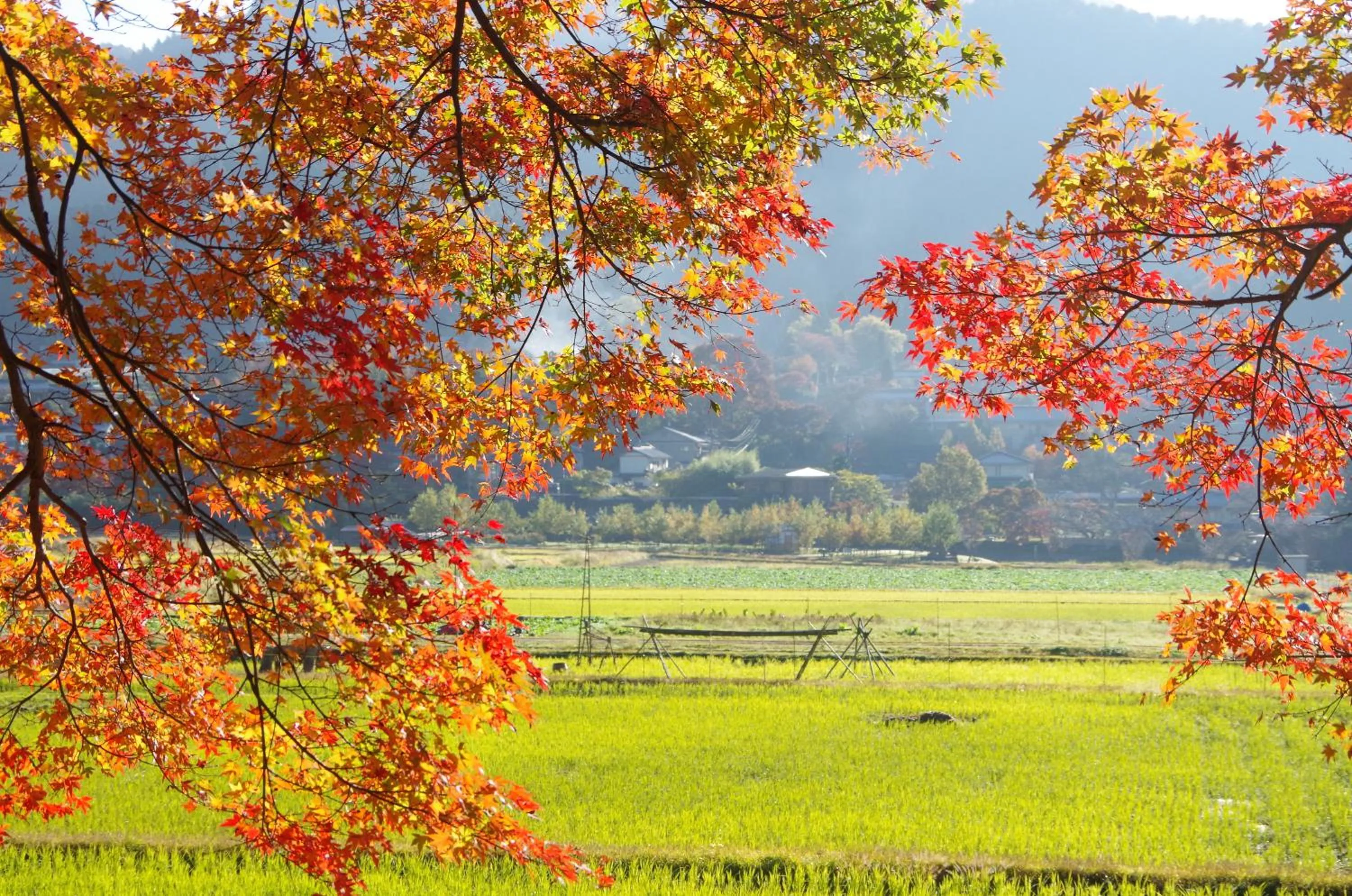 Off site in Ryoso Chatani