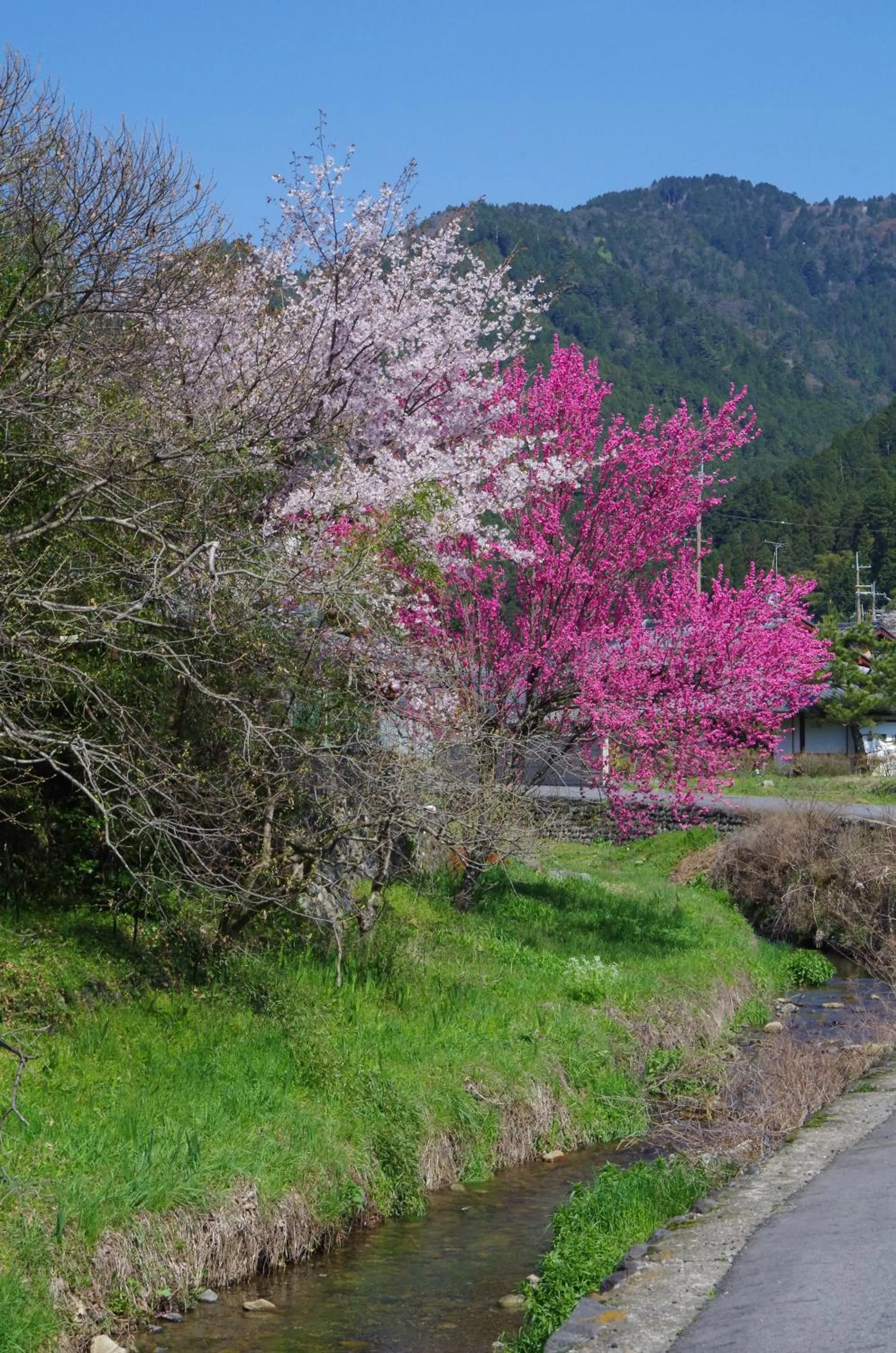 Spring in Ryoso Chatani