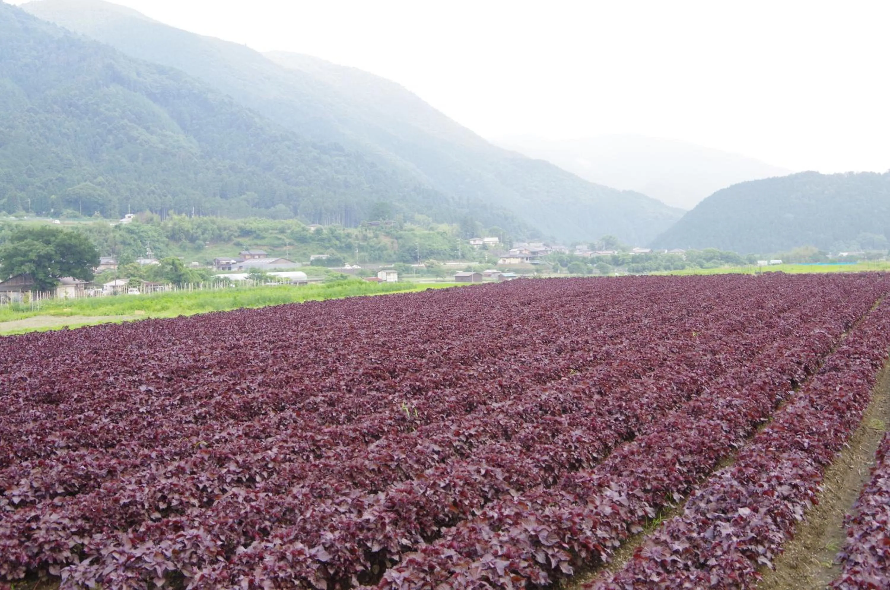 Off site in Ryoso Chatani