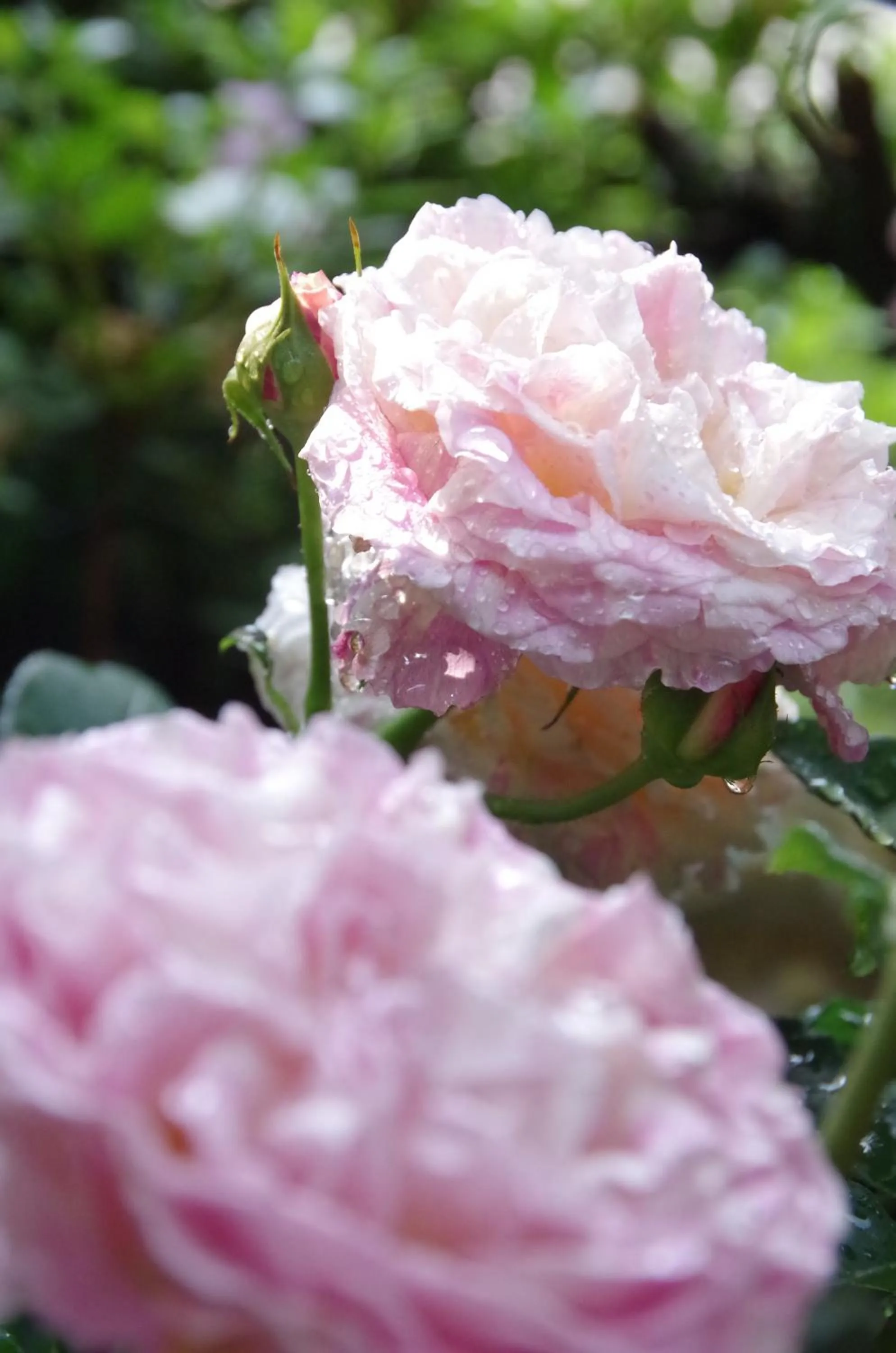 Spring in Ryoso Chatani