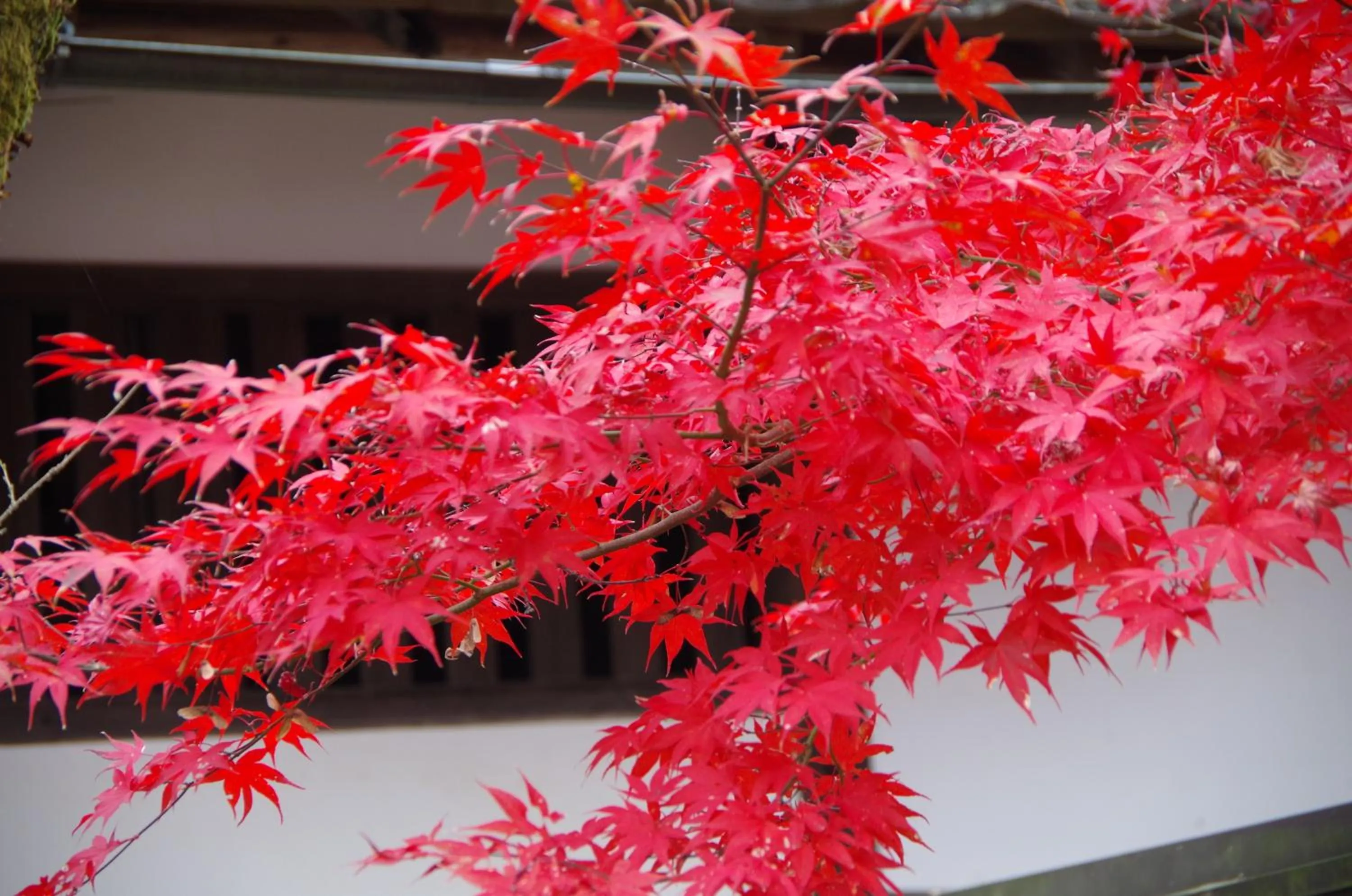 Off site in Ryoso Chatani