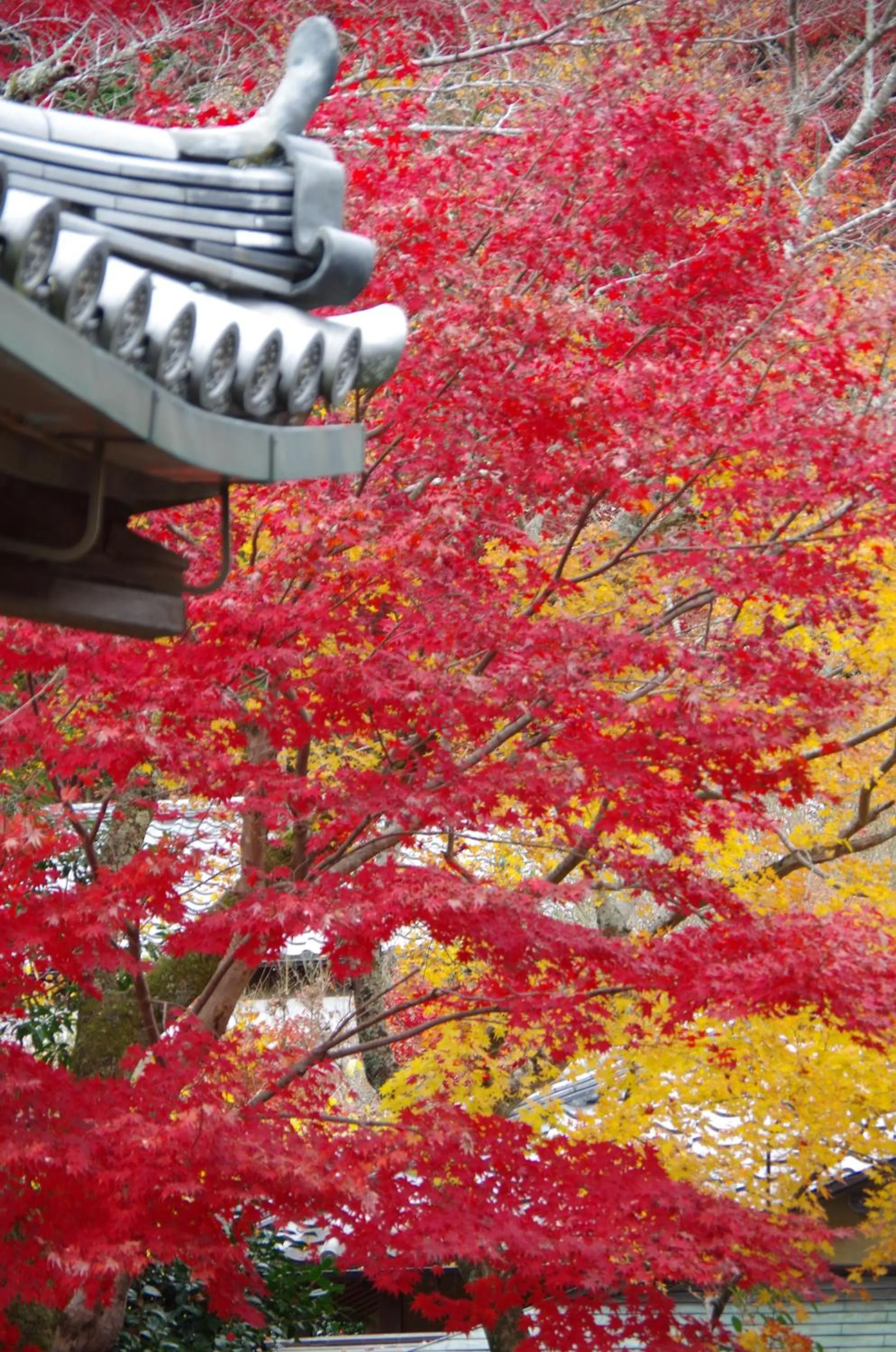 Off site in Ryoso Chatani