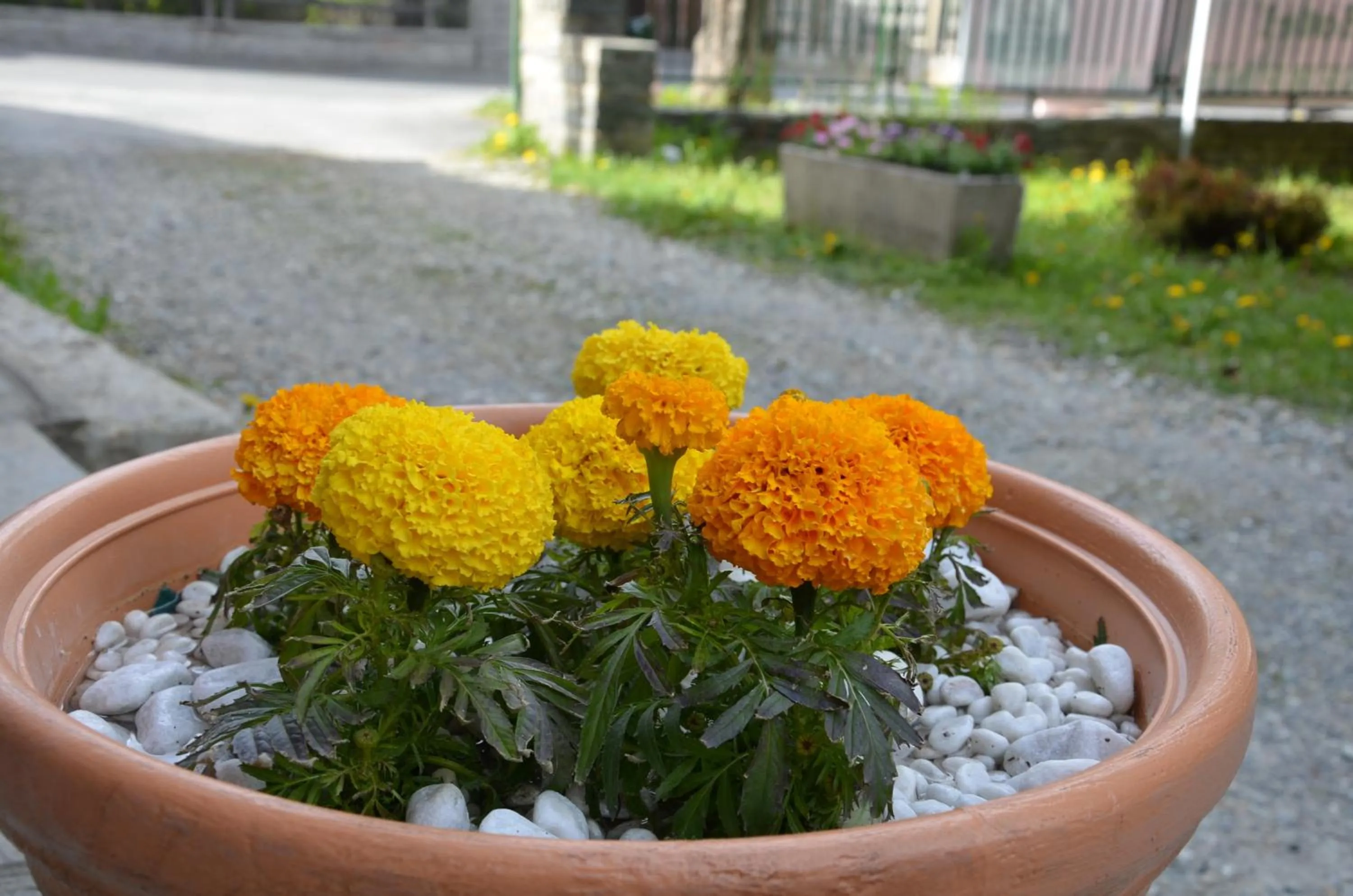 Facade/entrance in Hotel Rosa Serenella
