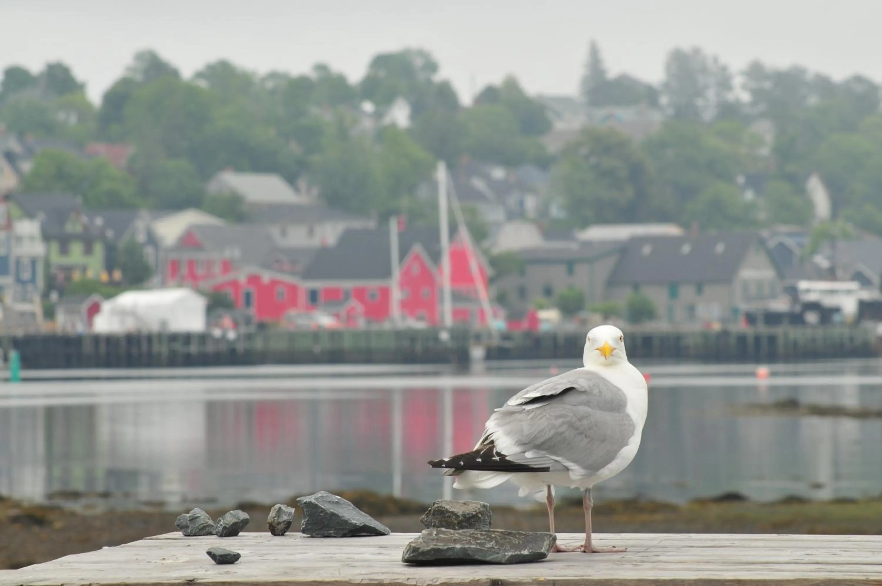 Other in Smugglers Cove Inn