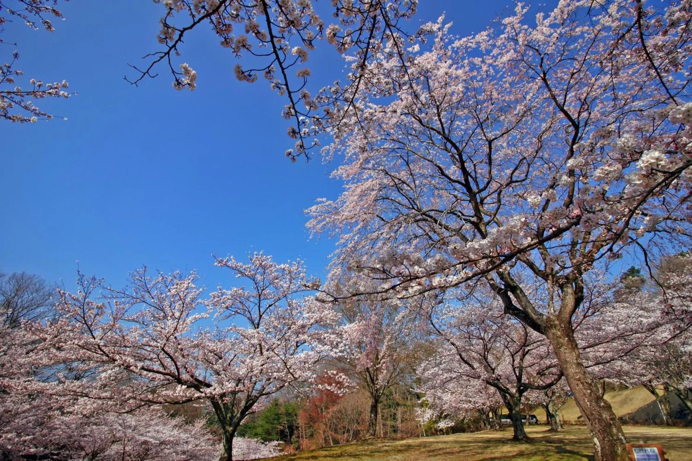Spring in Laforet Shuzenji Sanshisuimei